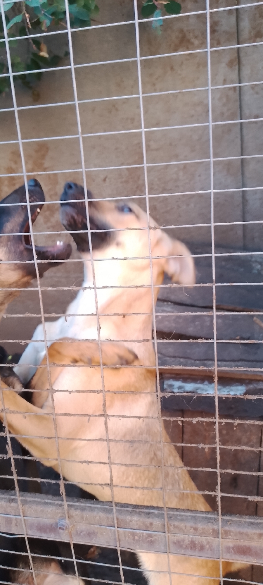 Two dogs are interacting through a metal cage in an outdoor enclosure. One dog, with a black snout and mouth open, is on the left side of the image, partially obscured by the cage. Its teeth are visible. The other dog, primarily tan with blue eyes and its head tilted upwards, is on the right side, also behind the cage. It appears to be looking at or vocalizing towards the first dog. The cage is made of thin, horizontal and vertical metal bars. Behind the cage, a blurred background consists of a textured surface and some green foliage. The lighting suggests it is daytime. The image is shot from a slightly low angle, looking upwards at the dogs. There is no visible indication of the city of Belgorod, Russia, within the image itself.