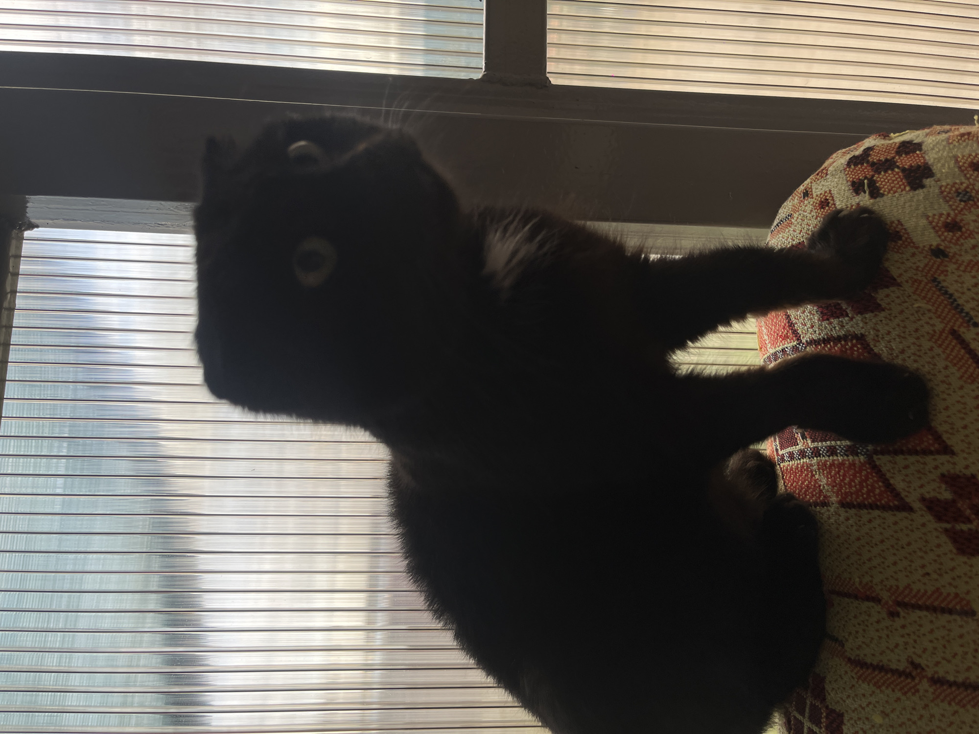 A black cat is clinging to the side of a patterned object, likely a cushion or upholstered surface. The cat's paws are visible, gripping the material. Behind the cat is a window covered with horizontal blinds. The location is unknown and there are no indicators to suggest the city of Novopokrovskaya, Russia.