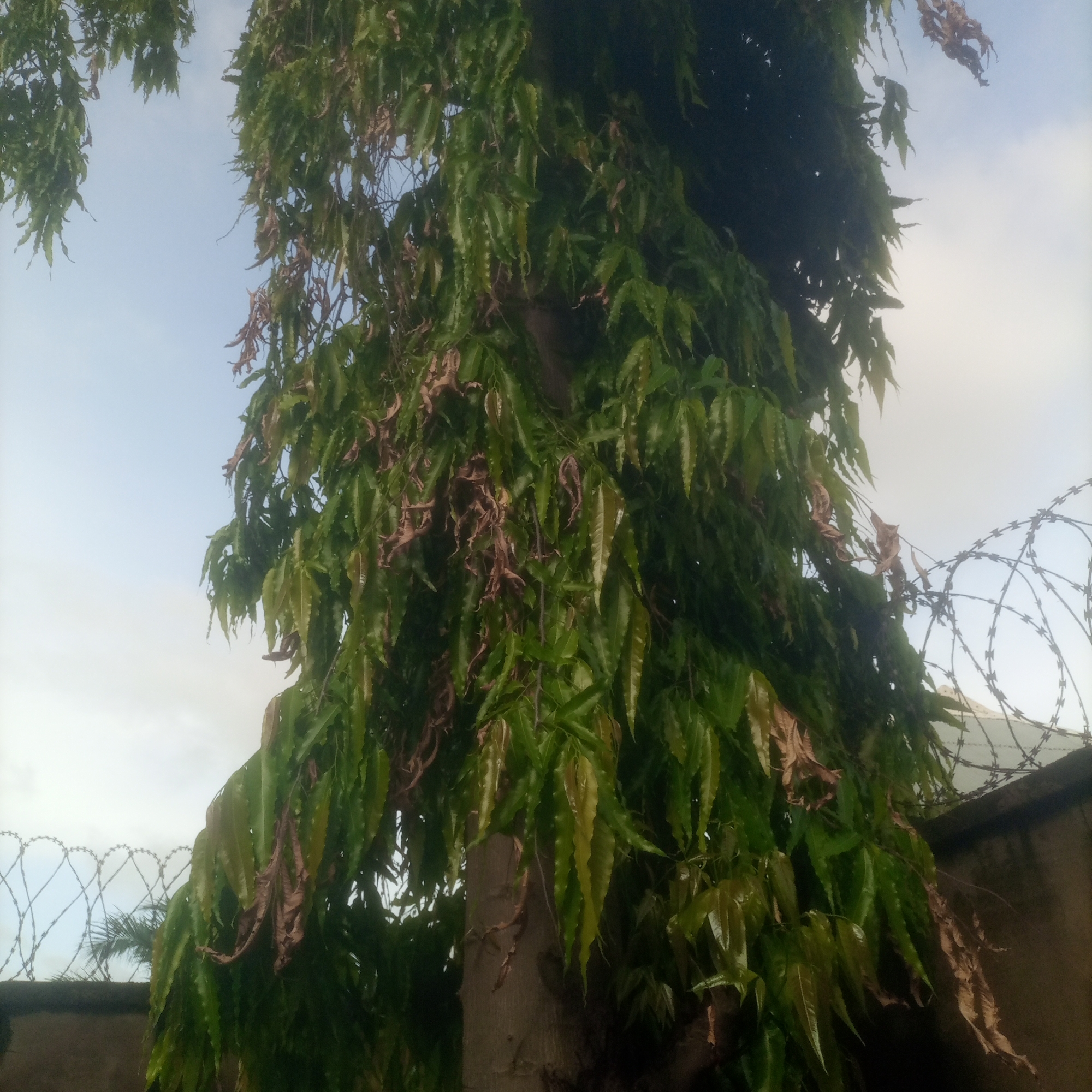 A close-up, low-angle outdoor shot shows a tall tree with long, narrow green leaves and some brown, dried leaves. The tree trunk is visible in the center of the frame. In the background, a cloudy sky is visible above a concrete wall topped with barbed wire. The image is of the tree from the chest down.