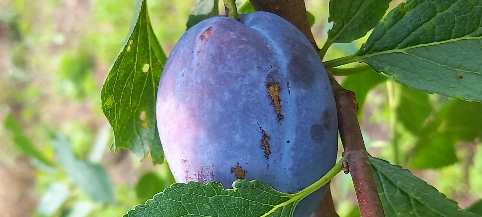 This is a close-up, horizontal photograph of a ripe plum hanging from a branch. The plum is the central subject, filling a significant portion of the frame. It is a deep, rich blue-purple color with some reddish hues and distinct brown markings that appear to be natural blemishes or damage to the skin. The plum is oval-shaped and appears plump and ready for harvest.
Surrounding the plum are vibrant green leaves, some of which are in sharp focus, revealing their veined texture and slightly serrated edges. Other leaves and the background are softly blurred, indicating a shallow depth of field that draws attention to the fruit. A thin, dark branch extends diagonally through the right side of the image, with a small bud visible on it. Another, thinner branch is partially visible on the left.
The overall lighting suggests it is daytime, with bright, natural light illuminating the scene. The foliage and the natural setting strongly suggest an outdoor environment, likely an orchard or garden. There are no people or animals visible in the image. The image is a still capture of a fruit on a tree, with no discernible activity taking place beyond the natural growth of the fruit.
No text is visible in the image. The location context provided is Kryvyi Rih, Ukraine, which is consistent with an outdoor agricultural setting. The image conveys a sense of natural beauty and the bounty of nature.