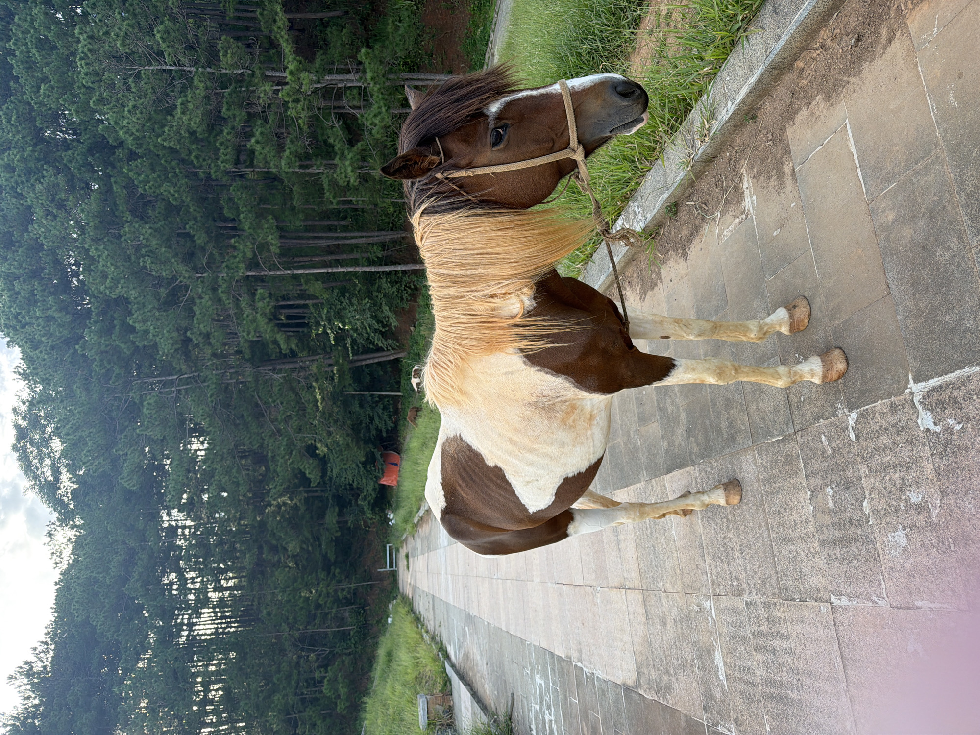 The image depicts a pinto horse standing on a paved walkway in Da Lat, Vietnam. The horse, with brown and white markings and a light blonde mane, is tethered by a rope halter. Behind the horse, the walkway stretches into the distance, flanked by grassy slopes and a dense forest of pine trees on the right. In the background, a red tarp is visible near some trees, and a white bench is placed further down the path. The overall environment suggests a park or scenic area.