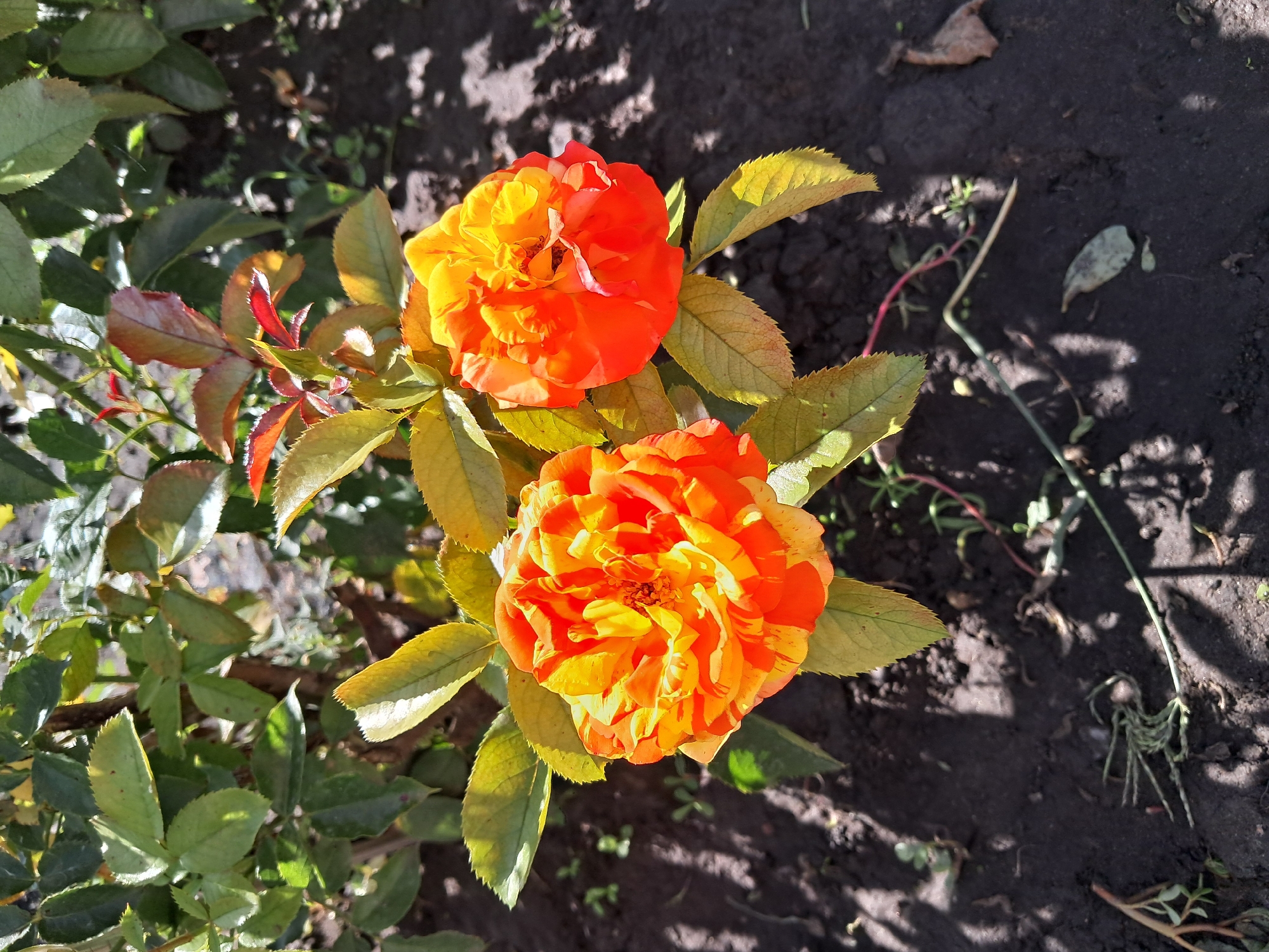 This is a high-angle, close-up, vertical shot of two orange and yellow striped roses in full bloom, set against a backdrop of dark soil and green foliage. The roses are the main subjects, positioned in the center-right and left of the frame. Their petals display a gradient of color, transitioning from a deep orange on the outer edges to a bright yellow towards the center. Small insects are visible within the blooms. The surrounding leaves are a mix of green and yellow, with some showing reddish tips, indicating a potential fall season or variation in health. The ground beneath the roses is dark, moist-looking soil, sparsely populated with small green shoots and fallen leaves. Sunlight casts dappled shadows across the soil, suggesting it is a sunny day. The overall scene is natural and appears to be in an outdoor garden setting. Given the context, this garden could be located in Kremenchuk, Ukraine, though no specific landmarks or identifiers are visible in the image itself to confirm this location. No people or actions are depicted in the image.