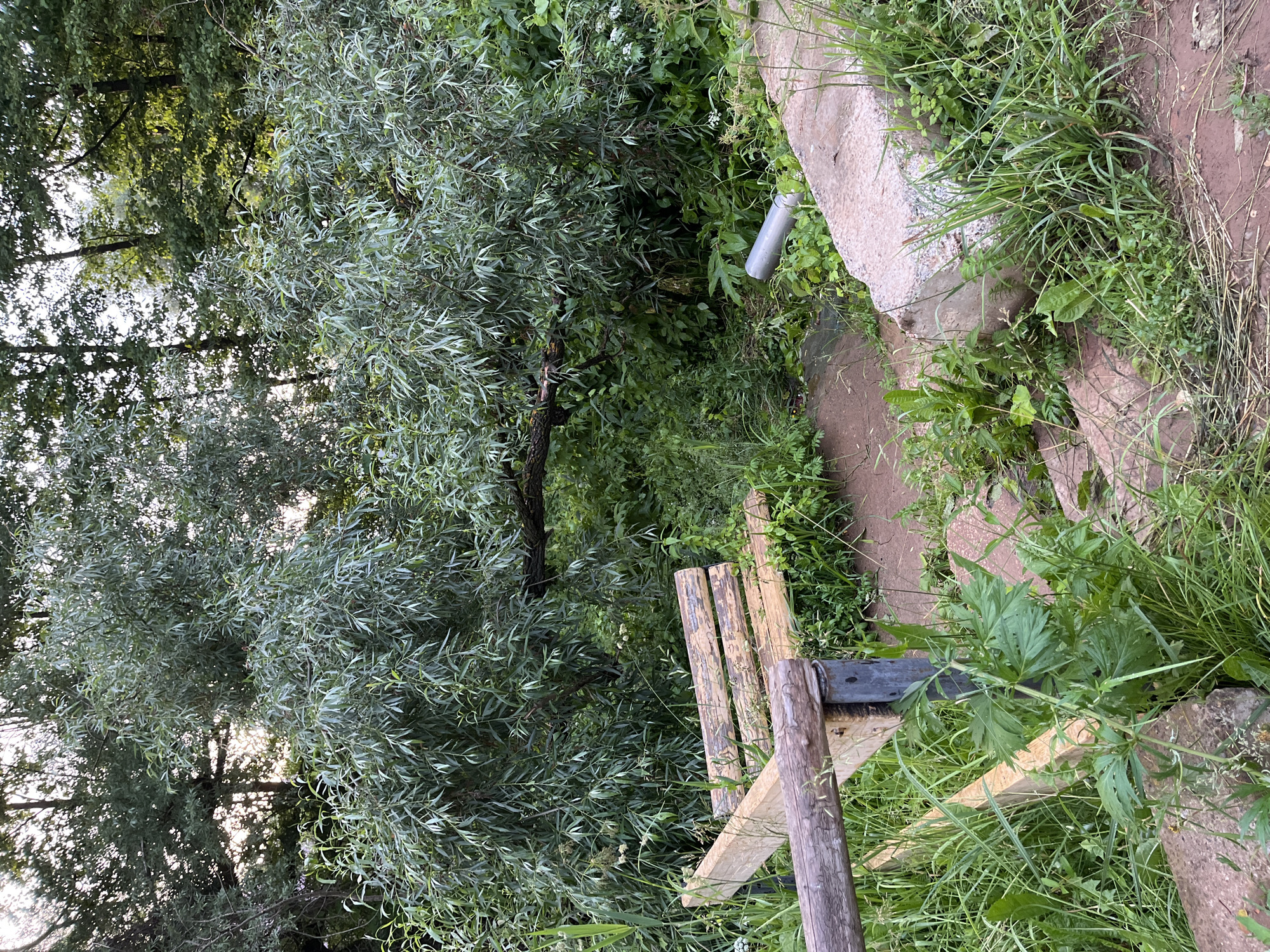 This image depicts a natural scene in the village of Olkhovka, Russia, featuring a park bench constructed from rough-hewn logs. The bench is situated amidst lush, green vegetation, with a large tree whose branches hang low, partially obscuring the view. The ground is a mix of dirt and patchy grass, with some concrete elements visible. A silver pipe emerges from the ground near the bench. The overall impression is one of a somewhat overgrown, rustic outdoor setting, possibly a quiet, less maintained area within a park or along a trail.