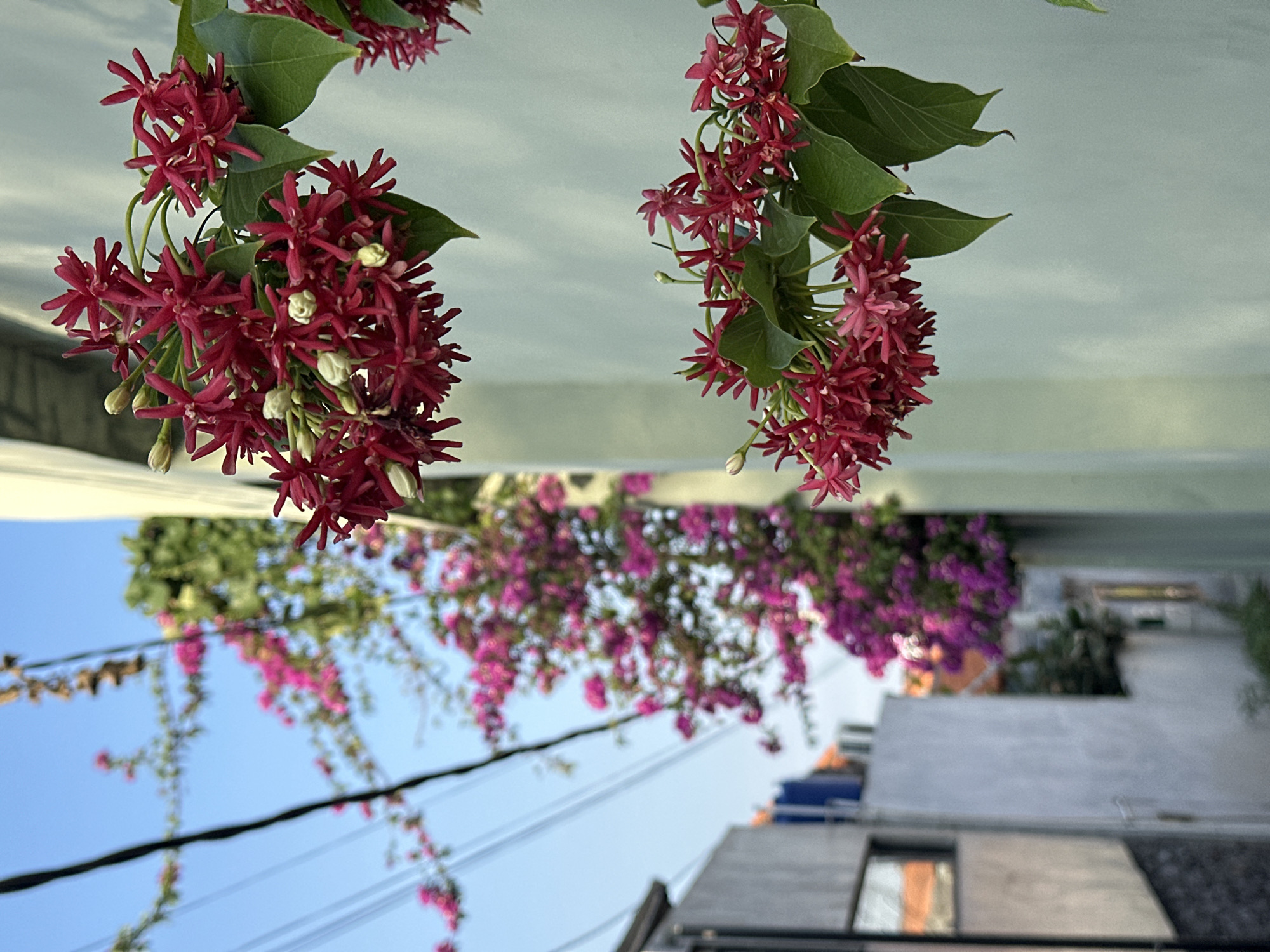 In North Kuta, Indonesia, a close-up shot focuses on clusters of vibrant red flowers with star-shaped petals, interspersed with small white buds. These flowers hang from a vine that appears to be growing against a pale green wall. In the background, a blurred scene depicts a narrow street or alleyway lined with buildings. One building is a light grey with a dark grey base and a small rectangular window reflecting the orange roof tiles of a neighboring structure. Further down the alley, a dense mass of bright pink flowers, possibly bougainvillea, cascades down from above, creating a striking contrast with the blue sky. Overhead, black electrical wires are visible against the sky, suggesting an urban or semi-urban setting. The overall impression is of a lush, tropical environment found within a residential area.