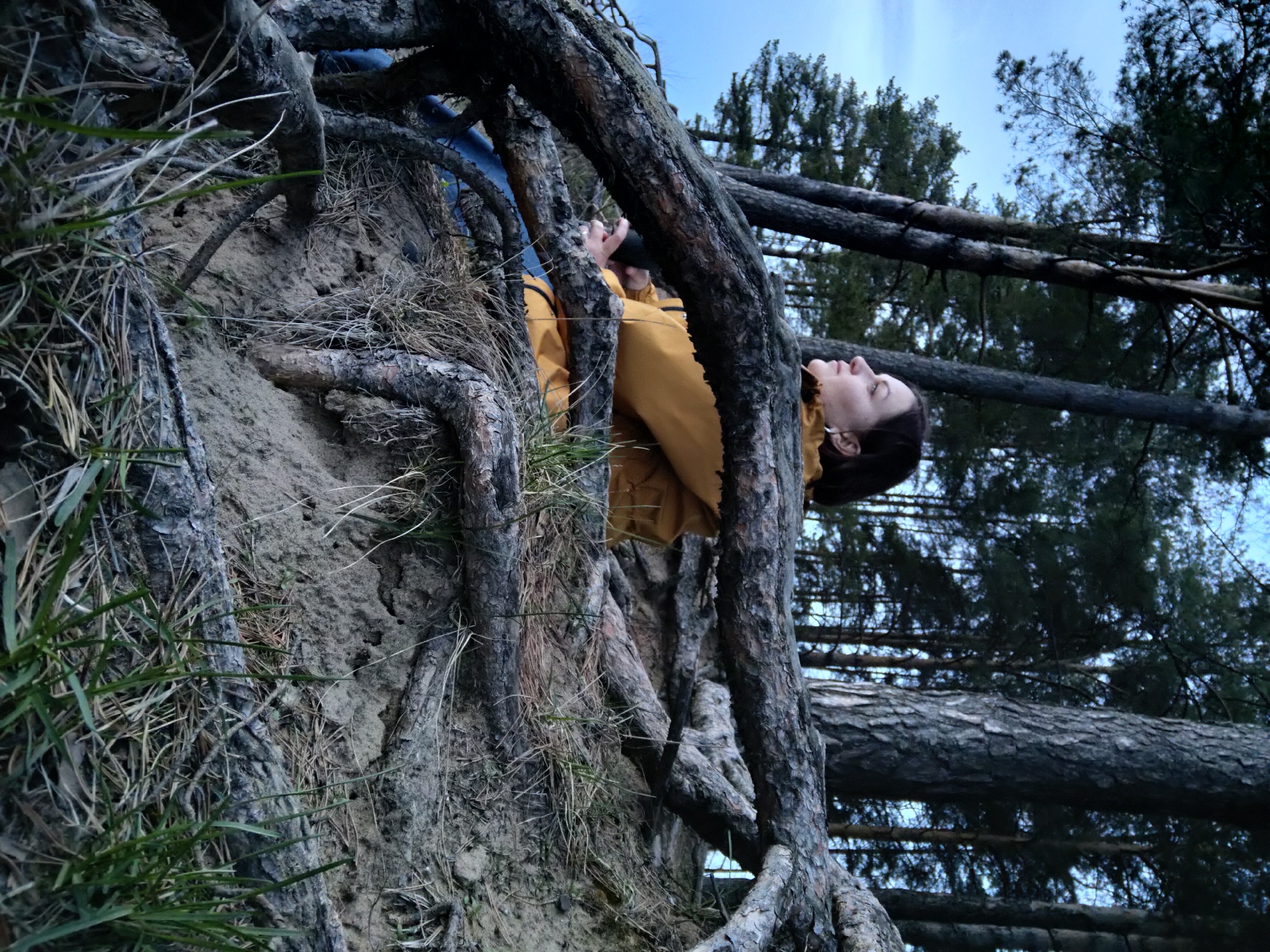 This vertically oriented image captures a person amidst a complex network of exposed tree roots and branches in a natural, forested setting, identified as Chaikovsky, Russia.
The primary subject is a female, seen from the waist up, positioned within the entanglement of thick, gnarled tree roots and branches. She is wearing a mustard-yellow jacket and blue pants, which are partially visible. Her dark hair is pulled back, revealing her profile as she looks upwards and to the right, with her mouth slightly agape, suggesting an expression of wonder, enjoyment, or deep breath. Her right hand is visible, seemingly holding onto a dark, cylindrical object or a sturdy root.
The scene is dominated by the intricate web of tree roots, which are deeply embedded in sandy, light-brown soil or earth. Patches of dry, straw-like grass and some greener foliage are interspersed among the roots and on the ground. The background features several tree trunks and branches stretching horizontally across the frame, silhouetted against a clear, light blue sky. The trees in the background appear to be pines or similar conifers.
The lighting indicates daytime, possibly late afternoon or early morning, with soft, diffused light. The overall atmosphere appears tranquil and natural. There is no visible text in the image.