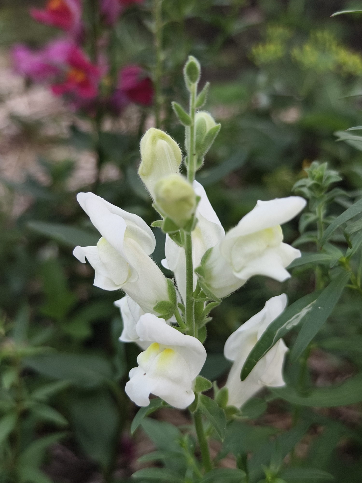 A close-up, vertical, full-frame shot focuses on a stalk of white snapdragon flowers in bloom. The flowers, with their distinctive snapdragon shape, are predominantly white, with subtle hints of yellow in their throats. Some are fully open, revealing their delicate structures, while others remain as buds. The flowers are attached to a fuzzy green stem, which is also adorned with small green leaves and buds. The background is softly blurred, showing patches of dark green foliage and out-of-focus elements of other plants, including some pinkish-purple flowers in the upper left corner. The lighting suggests an outdoor environment, possibly a garden or park. The scene is set in the city of Семилетка, Russia.