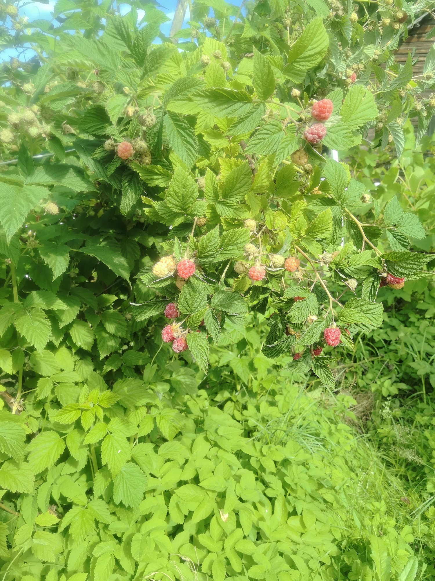 In Kashino, Russia, this image captures a close-up view of a raspberry bush on a sunny day. The bush is laden with numerous raspberries in various stages of ripeness, ranging from pale green to vibrant red. Many of the berries are clustered together on branches, some partially obscured by the lush green leaves. The background is filled with more foliage and a hint of a wooden structure, suggesting a garden or natural setting. The lighting indicates bright daylight, casting natural shadows and highlighting the textures of the leaves and berries.