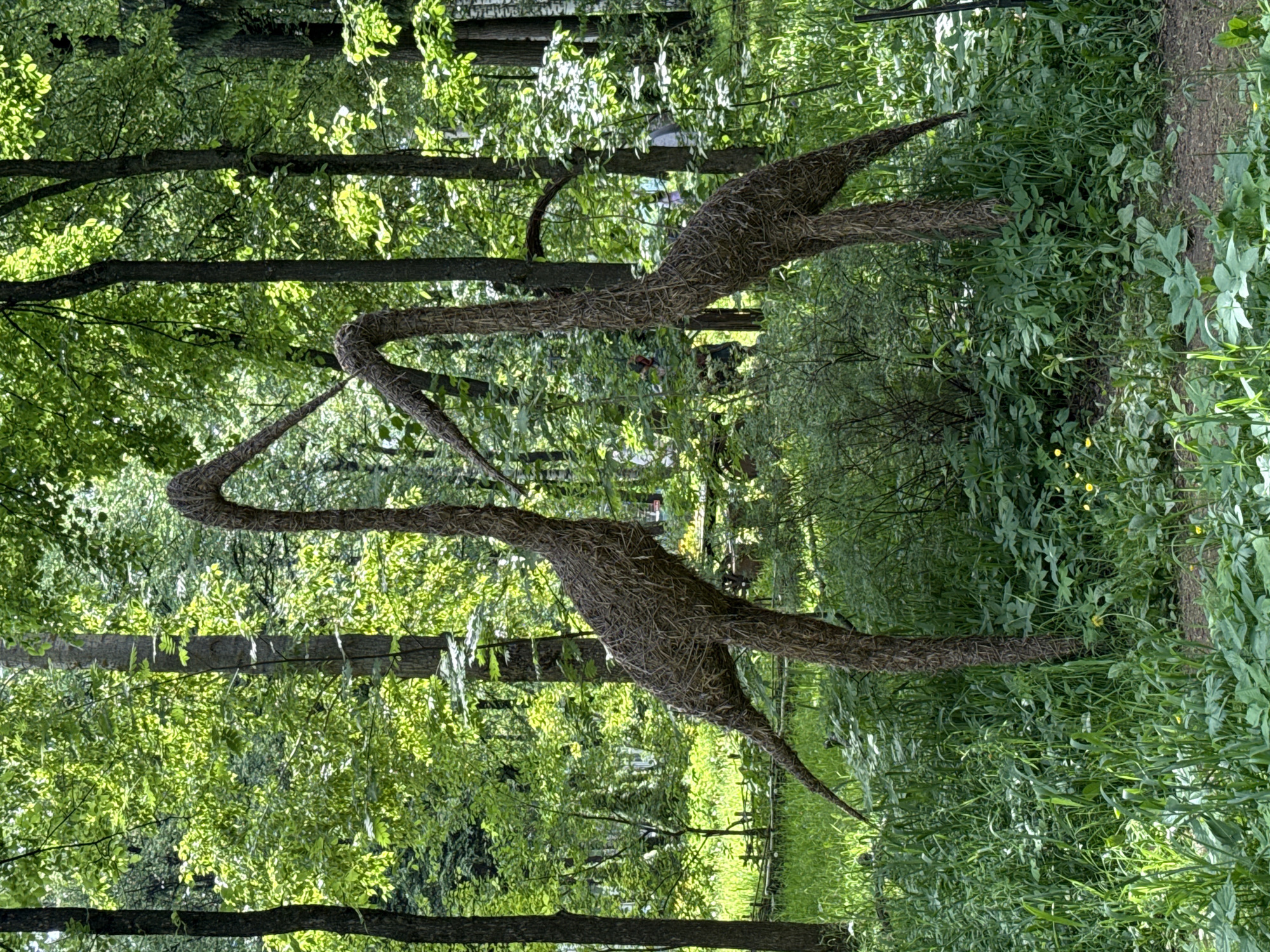 The image shows two straw-like bird sculptures in a park setting, presumably the one in Izhevsk, Russia. The sculptures appear to depict herons or similar long-necked birds. They are located among trees and green foliage. A small footpath is visible nearby, though no people are explicitly seen in the image. The environment is heavily wooded.