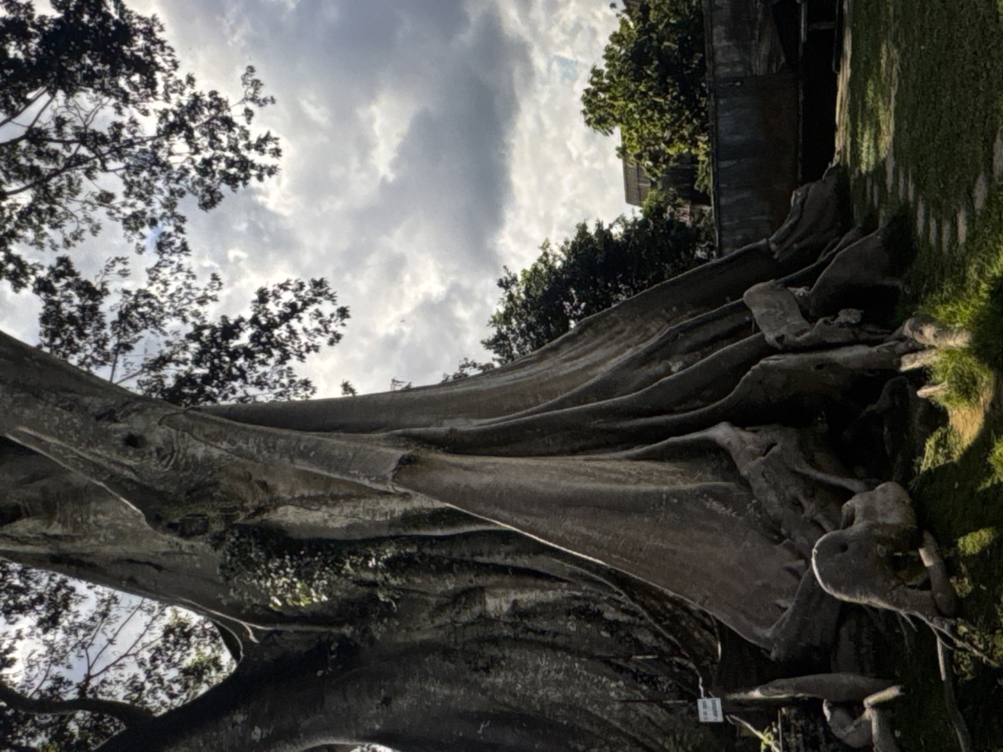 A large, ancient tree with gnarled roots and thick, textured bark dominates the foreground of the image. The tree's trunk is massive and appears to be split and twisted, with exposed roots spreading across the ground. In the background, lush green trees and a building are visible beneath a cloudy sky. A stone pathway winds through the grass leading towards the tree. The scene appears to be a park or garden, possibly within the city of Kuta Selatan, Indonesia, given the lush tropical vegetation. There are no people or animals visible in the frame. The lighting suggests it is daytime, possibly late afternoon due to the dramatic shadows cast by the tree.