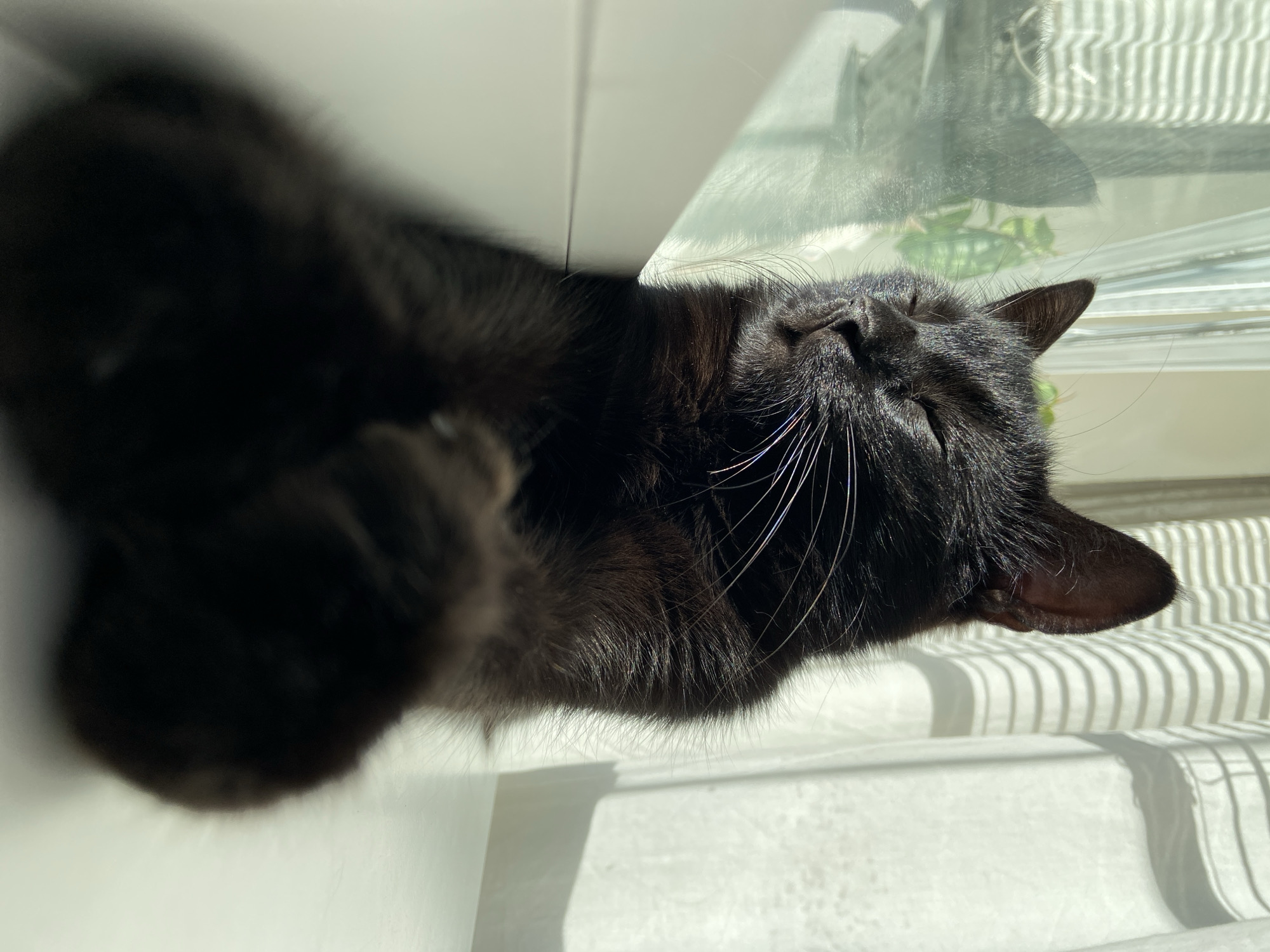 An indoor, close-up, eye-level, vertical shot shows a black cat with its eyes closed, basking in sunlight. The cat is positioned on a white ledge, with its front paws crossed and resting on its chest. Its head is tilted slightly upwards, and its whiskers are visible. Behind the cat, a window with blinds creates a striped shadow pattern on a sheer white curtain. To the left of the cat, a reflection in the window shows a green plant. The lighting is bright, casting shadows and highlighting the cat's fur.