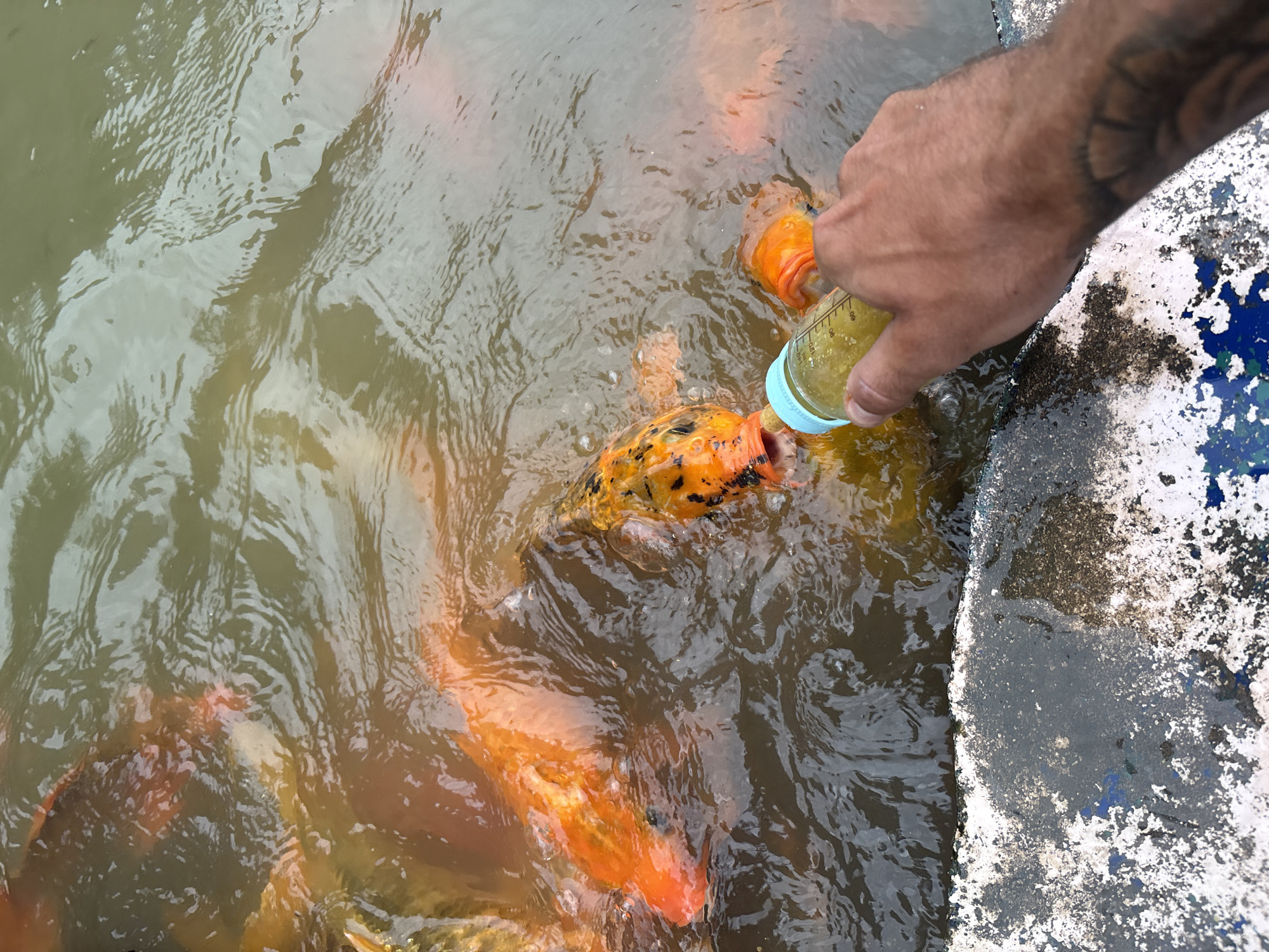 A person is feeding orange and black koi fish out of a baby bottle near the edge of a concrete pond. The water is murky. The person's right arm is visible and has a tattoo on the forearm. This photo was taken in Khánh Vĩnh, Vietnam.