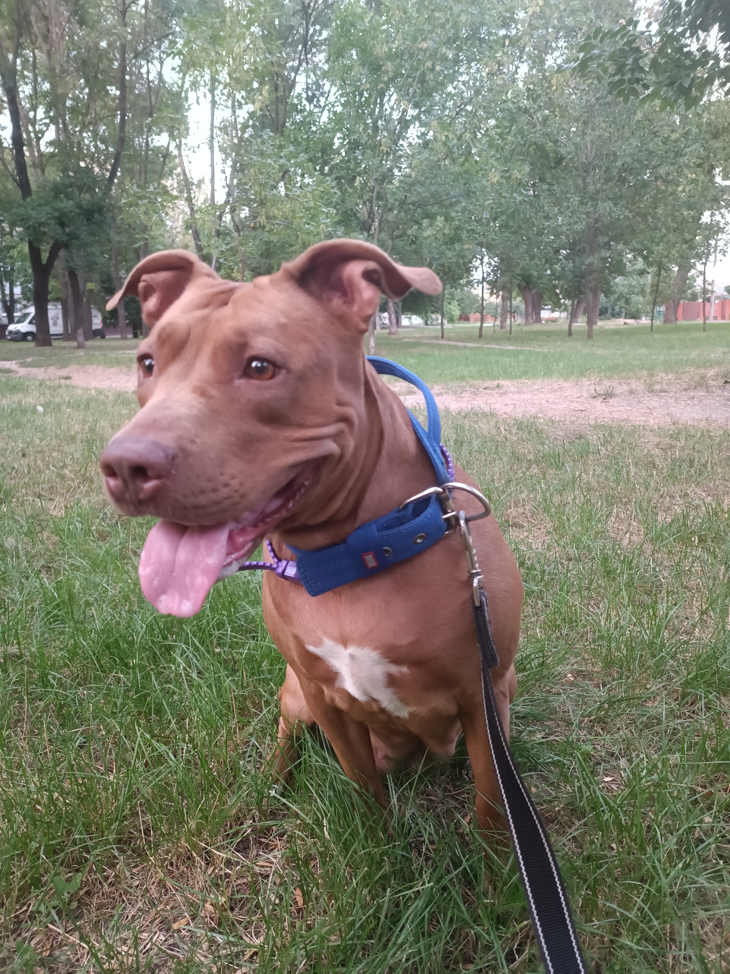 A medium shot shows a brown pit bull dog sitting in green grass in a park. The dog is facing left, with its mouth open and tongue hanging out. It is wearing a blue collar with a leash attached. In the background, there are trees and a dirt path. The scene appears to be in a city park in Zaporizhzhia, Ukraine, possibly a residential area, given the presence of apartment buildings visible through the trees and a white van parked in the distance. The lighting suggests it is daytime, with overcast or diffused light.