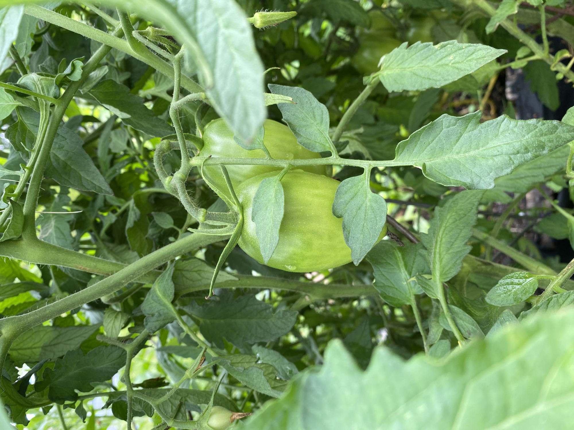 A close-up, low-angle shot captures a tomato plant with several unripe green tomatoes and lush foliage. The focus is on two large, oblong green tomatoes hanging from a thick, fuzzy stem. Smaller, undeveloped green tomatoes and wispy tendrils are also visible, interspersed with vibrant green leaves. The background is blurred, suggesting an outdoor garden setting. The scene is located in the Town of Princetown, United States of America.