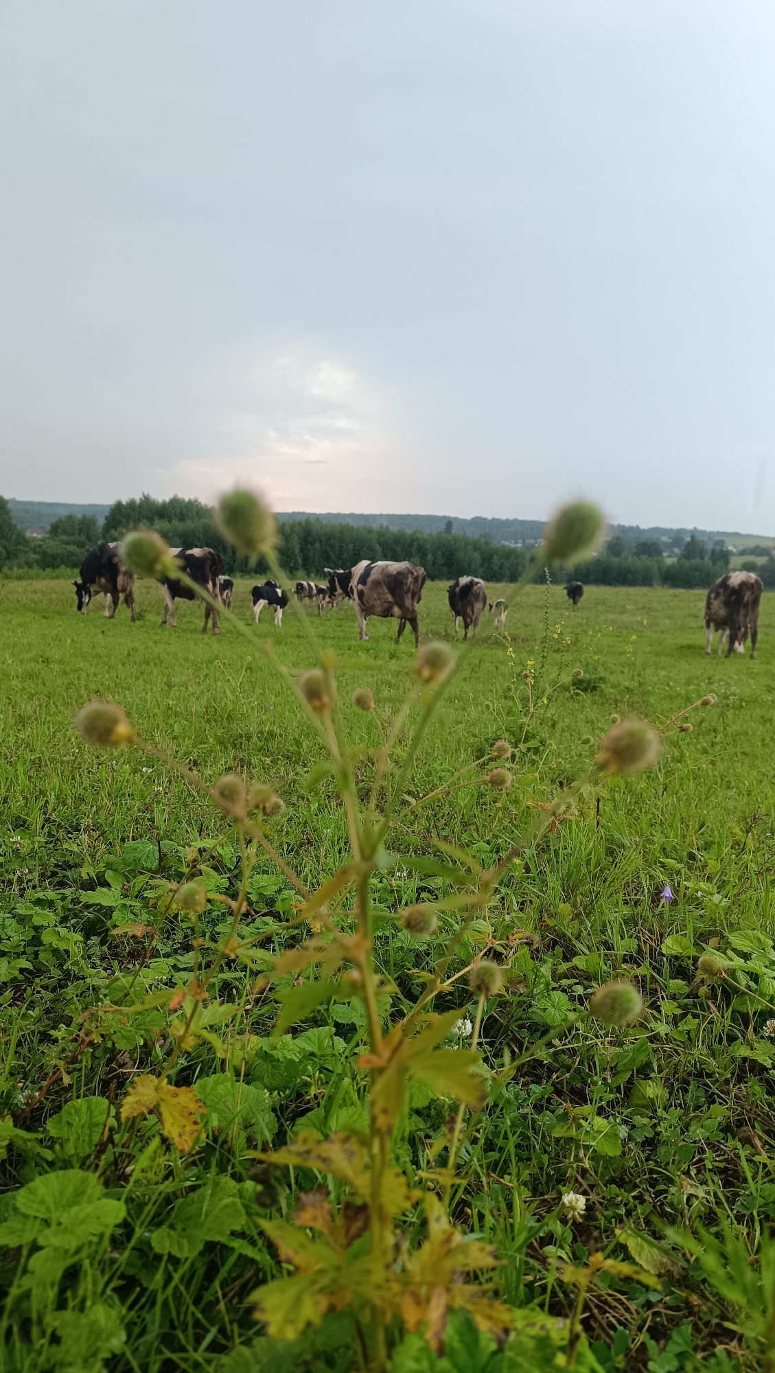 A herd of cows grazes in a lush green field under an overcast sky. In the foreground, a plant with fluffy, round seed heads is in focus, its leaves slightly wilted. The cows, a mix of black and white and solid brown, are scattered across the field, some grazing, others standing. A line of trees forms the background, with a hint of a settlement visible beyond them. The overall scene depicts a rural landscape.