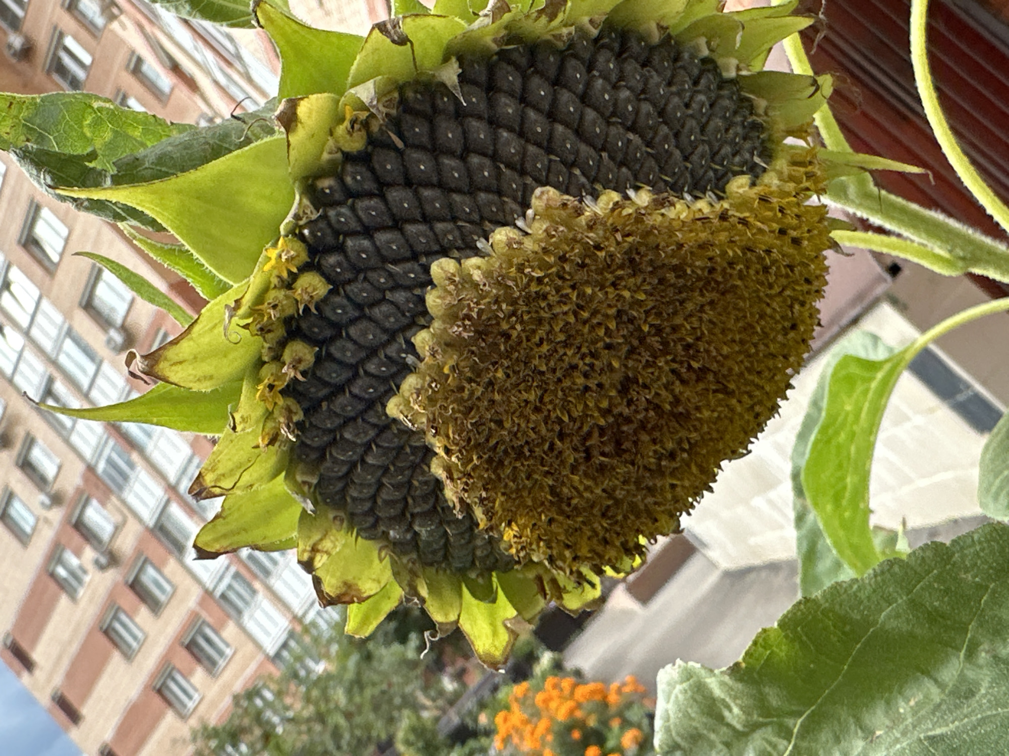 A partially dried sunflower head, with visible seeds, is the central subject of this image. The sunflower is angled, with its face tilted downwards and to the left. Its green sepals are partially visible around the head. In the background, a brick building with multiple windows is diagonally oriented, suggesting an urban setting. The building's architecture appears to be typical of residential apartment blocks. To the left of the sunflower, a cluster of small orange flowers is visible, adding a splash of color to the scene. The overall lighting suggests it is daytime, possibly overcast or late afternoon, given the soft light. The image is taken from a low angle, looking up at the sunflower. The specific location is Podolsk, Russia.