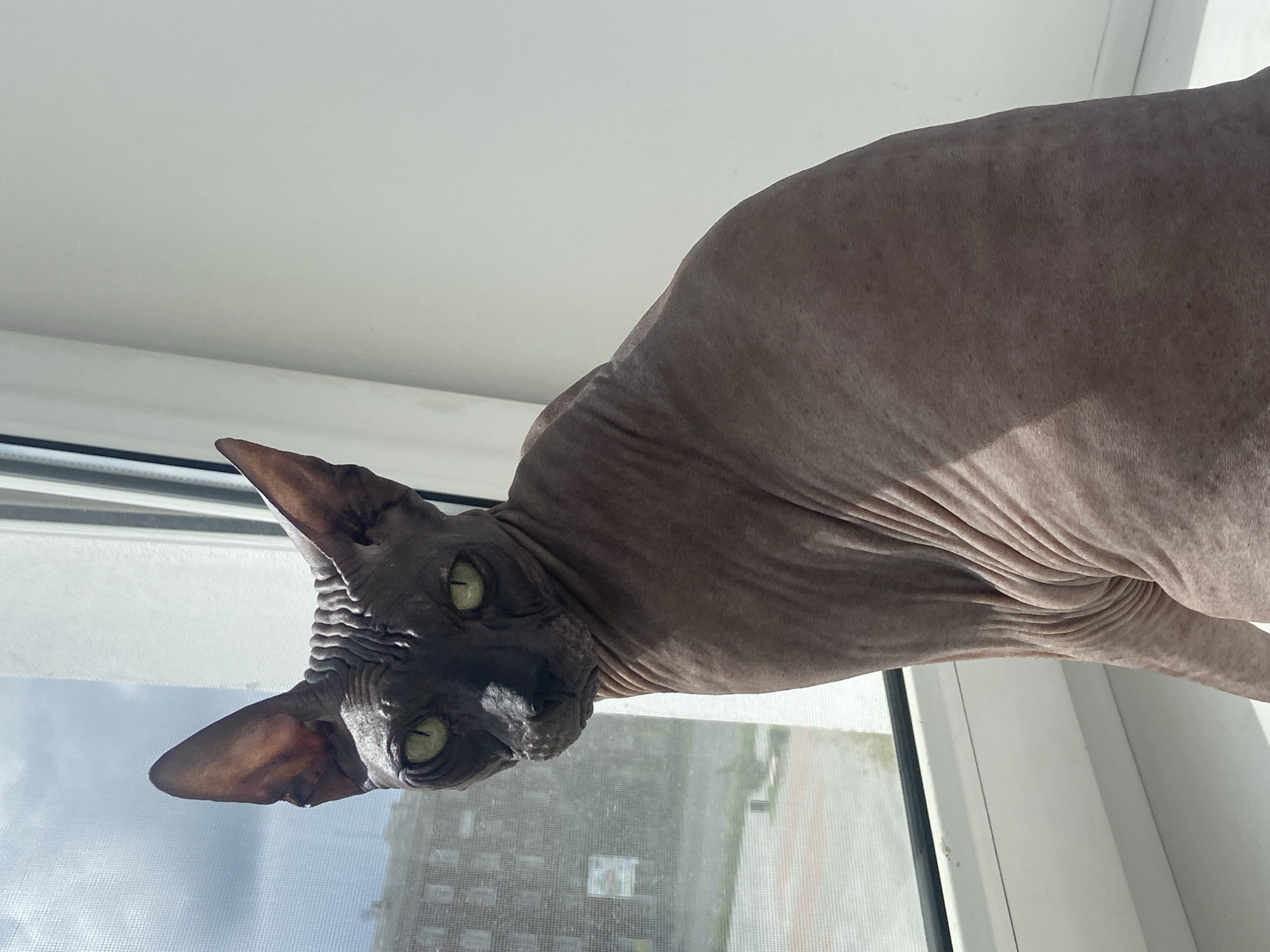 A Sphynx cat with dark gray skin and green eyes sits on a windowsill, looking towards the camera. The cat's skin has visible wrinkles. Behind the cat, a window shows a blurry view of a city building and a cloudy sky. The windowsill appears to be white. The environment is indoors, near a window. The image was taken in Revda, Russia.