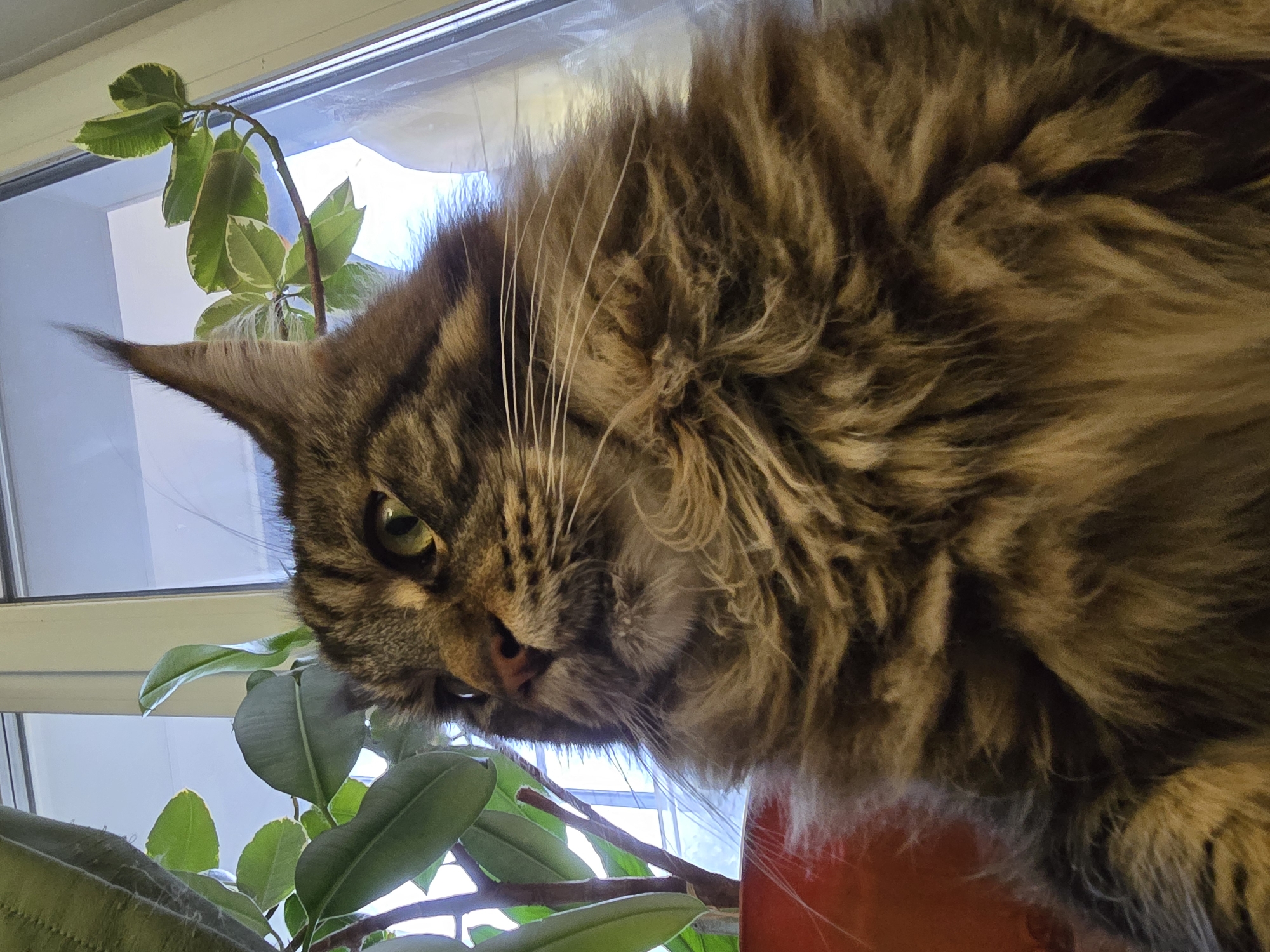 A close-up, low-angle shot captures a long-haired tabby cat with green eyes looking to the left. The cat's fur is a mix of brown, black, and ginger. It is positioned in front of a window, with sunlight filtering through. To the left of the cat, there are large green leaves from a plant in a red pot. To the right of the cat's ear, the variegated leaves of another plant are visible, reaching towards the window. The background consists of the window frame and the bright, out-of-focus view outside, suggesting daylight. The cat's fur is fluffy, especially around its neck and chest, and its whiskers are prominent. The scene appears to be indoors, near a window, possibly in a residential setting. There are no people present in the image. This image was captured in Krasnoyarsk, Russia.