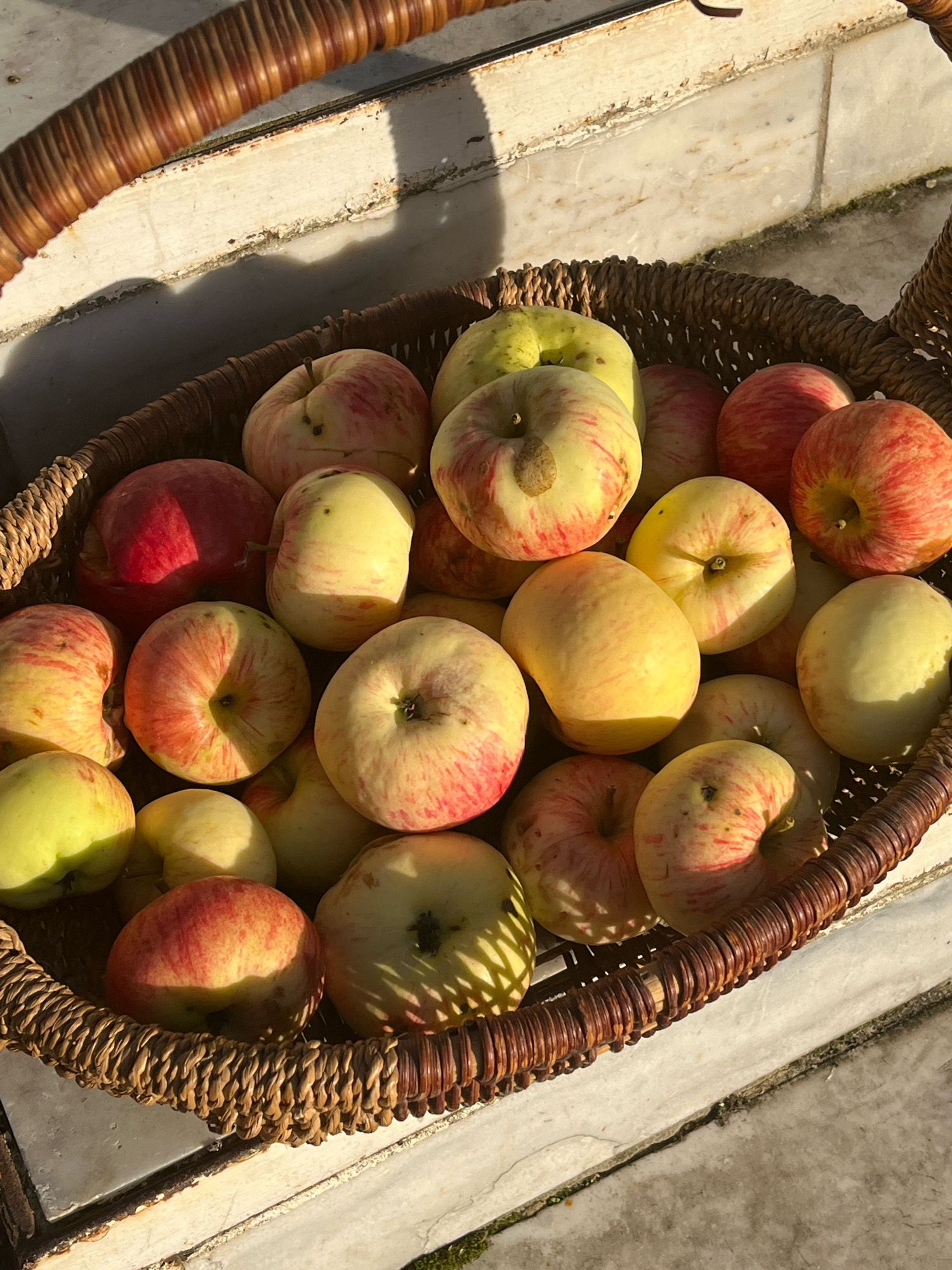 A close-up, overhead shot shows a woven basket filled with ripe apples. The apples are a mix of red and yellow, with some showing streaks of both colors. They are arranged loosely in the basket, with some piled on top of others. The basket is made of thick, brown wicker and has a rounded handle that extends out of the frame. The basket rests on a light-colored, textured surface that appears to be stone or concrete, with some patches of moss or dirt visible. Sunlight casts shadows on the surface and on the apples, creating a dappled effect. The background is out of focus but appears to be a light-colored wall or building. The scene suggests an outdoor setting, possibly a garden or a market, given the natural light and the presence of fresh fruit.