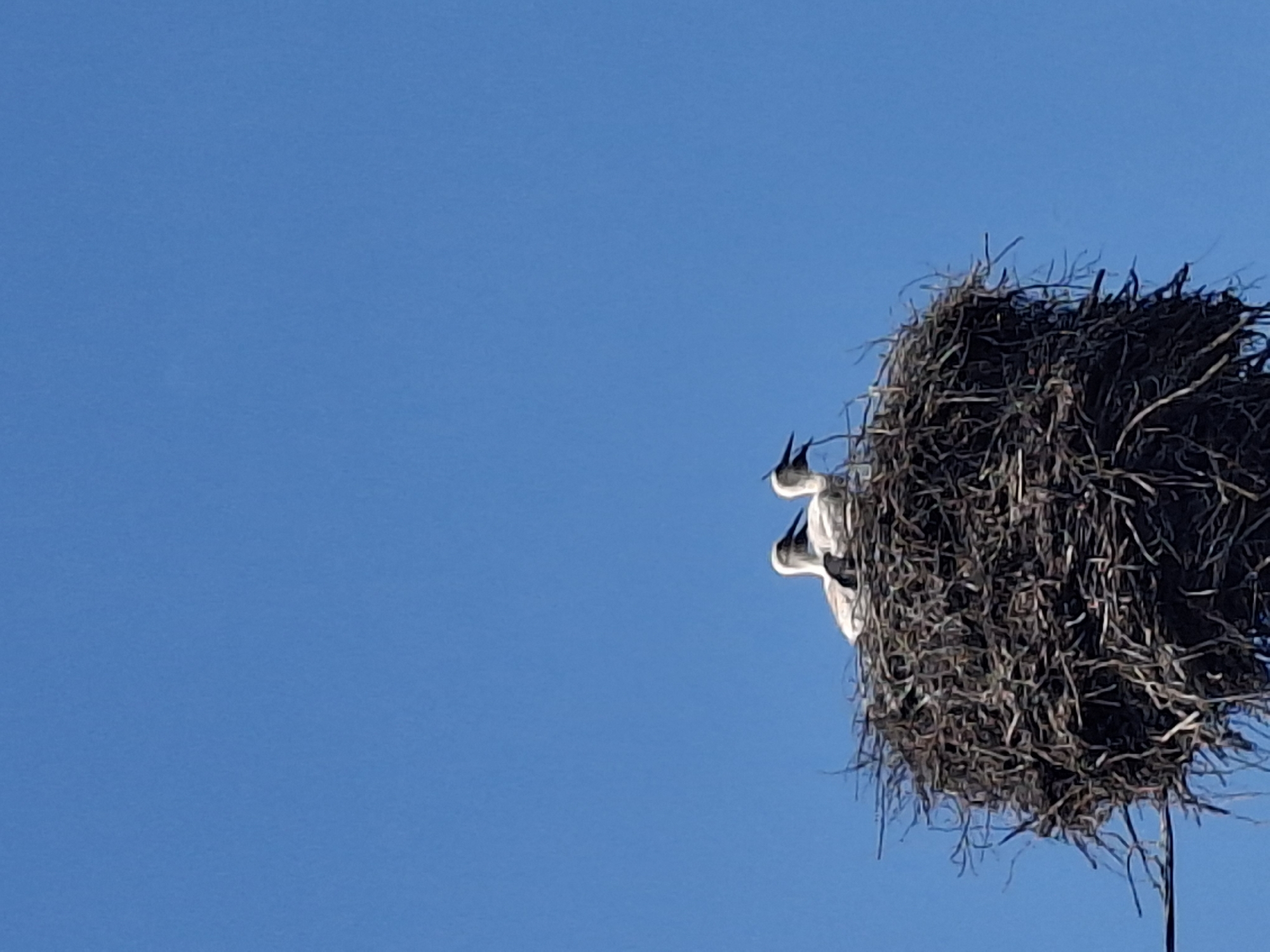 Two storks are perched in a large, twig nest against a clear blue sky. The nest appears to be constructed on top of a man-made structure, possibly a utility pole, as evidenced by a wire visible in the lower left corner of the image. The storks are primarily white with black markings on their wings and beaks. One stork is looking to the left, while the other is facing forward with its beak open. The image captures a peaceful moment of nature within an urban or semi-urban environment.