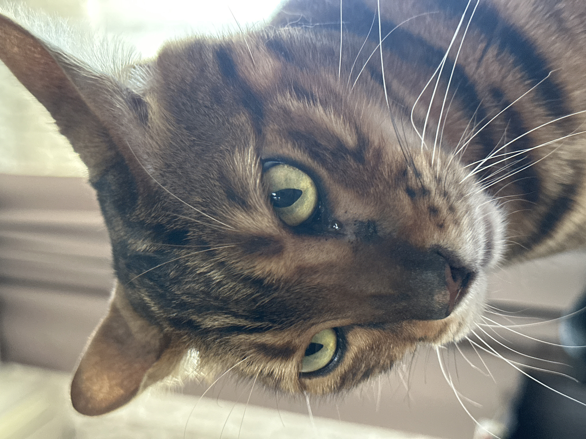 A close-up, head-on, eye-level shot features a Bengal cat's face. The cat's fur is a mix of brown and black stripes. Its large, green eyes are looking downwards. A tiny dark spot, possibly a tear or a smudge, is visible under its left eye. The cat's ears are pointed upwards. The background consists of blurred, pale curtains. The image was taken in Energetik, Russia.