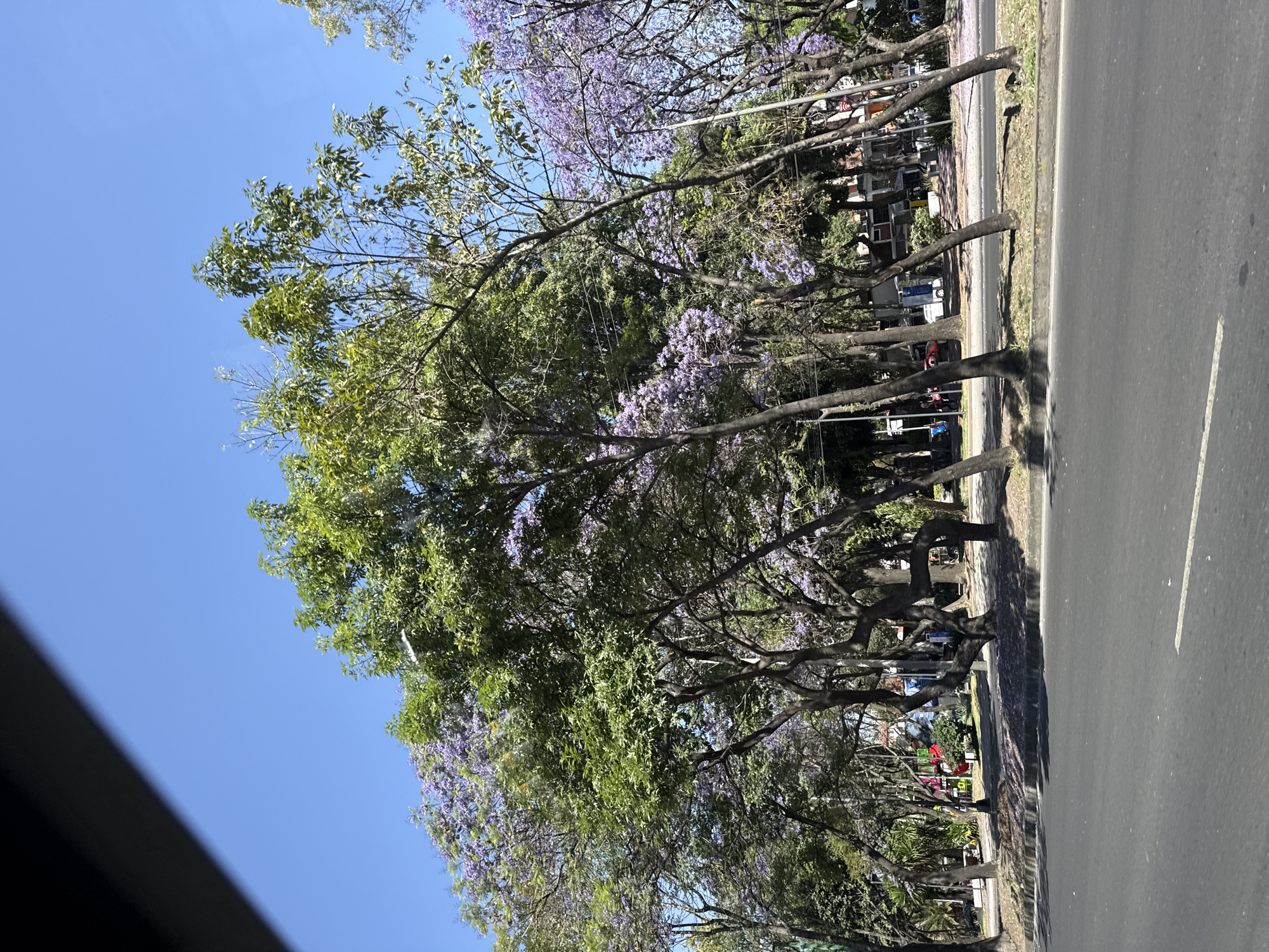 The image shows a street in Mexico City lined with Jacaranda trees in bloom, distinguished by their characteristic purple flowers. The trees cast shadows on the street and sidewalk, where parked cars, street vendors, and pedestrians are visible. The road, marked with white lines, is paved with asphalt. The sky above is clear and blue.