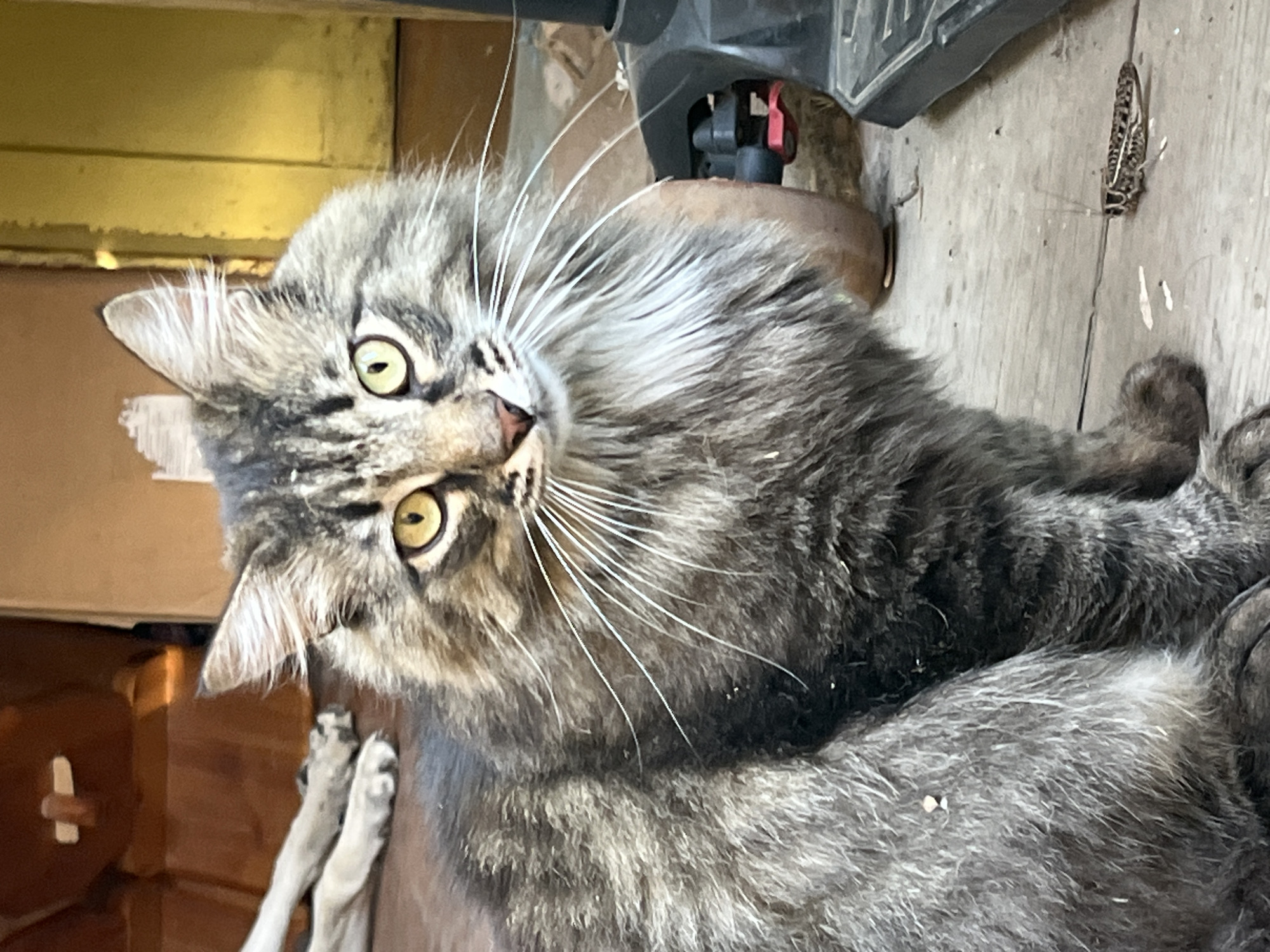 A long-haired tabby cat with yellow eyes sits on a wooden floor. The cat is facing the camera with its head slightly tilted. Its fur is a mix of gray, black, and brown. In the background, a dog's legs are visible on the left. To the right of the cat, a portion of a black object is visible, possibly a vacuum cleaner. A grasshopper is on the floor in front of the cat. The environment appears to be outdoors or in a shed-like structure, with wooden walls and floor.
