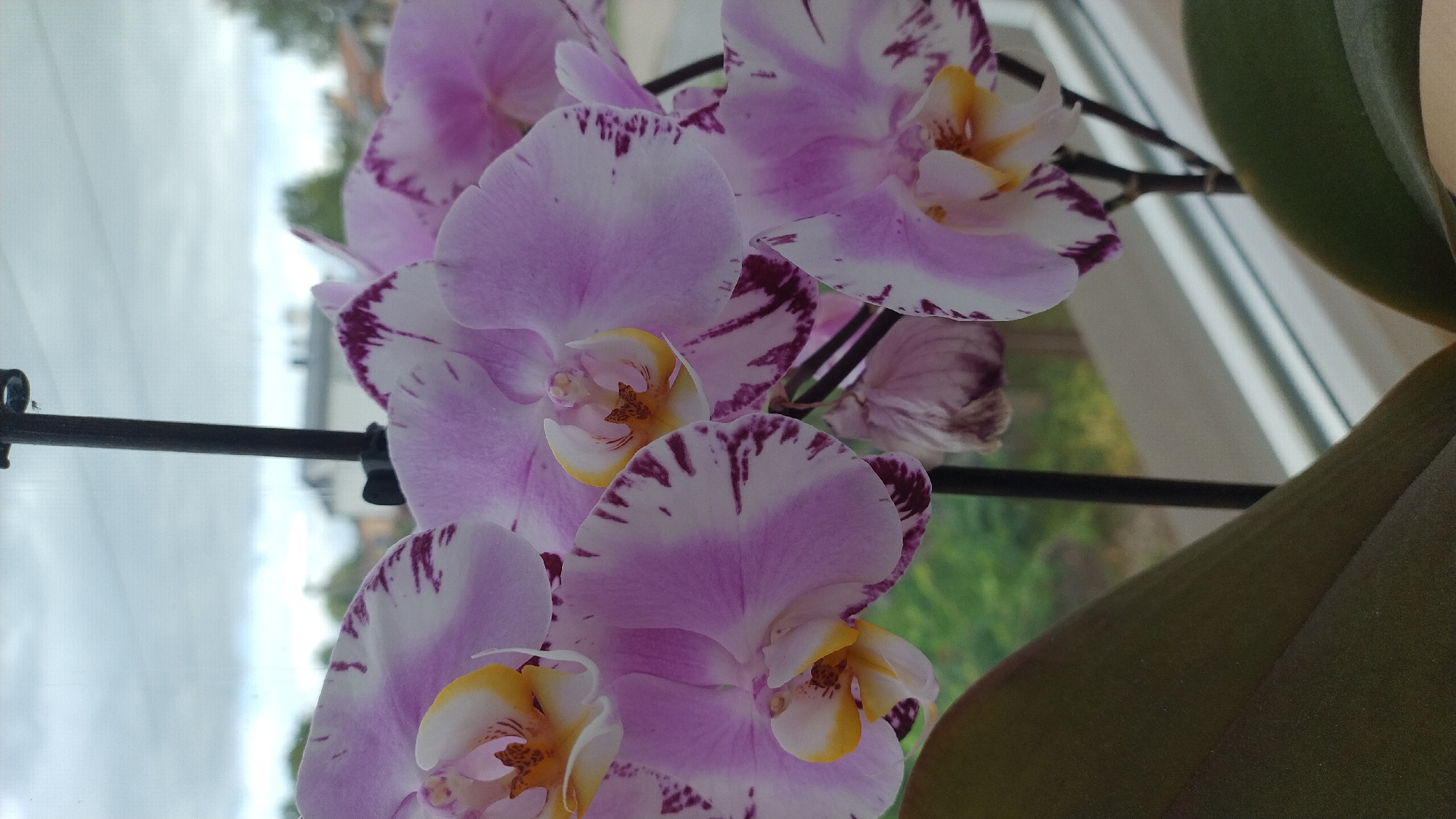 A close-up, vertical, eye-level shot shows several pink and white orchids with dark purple markings on their petals, blooming indoors by a window. The orchids have yellow and pink centers. A dark stem supports the flowers, which are positioned in the foreground. The background is out of focus and shows a cloudy sky, green trees, and a few buildings, suggesting an outdoor scene visible through the window. The image appears to be taken in a residential area. It is impossible to determine the exact location in Jelgava, Latvia, from the visual information provided.