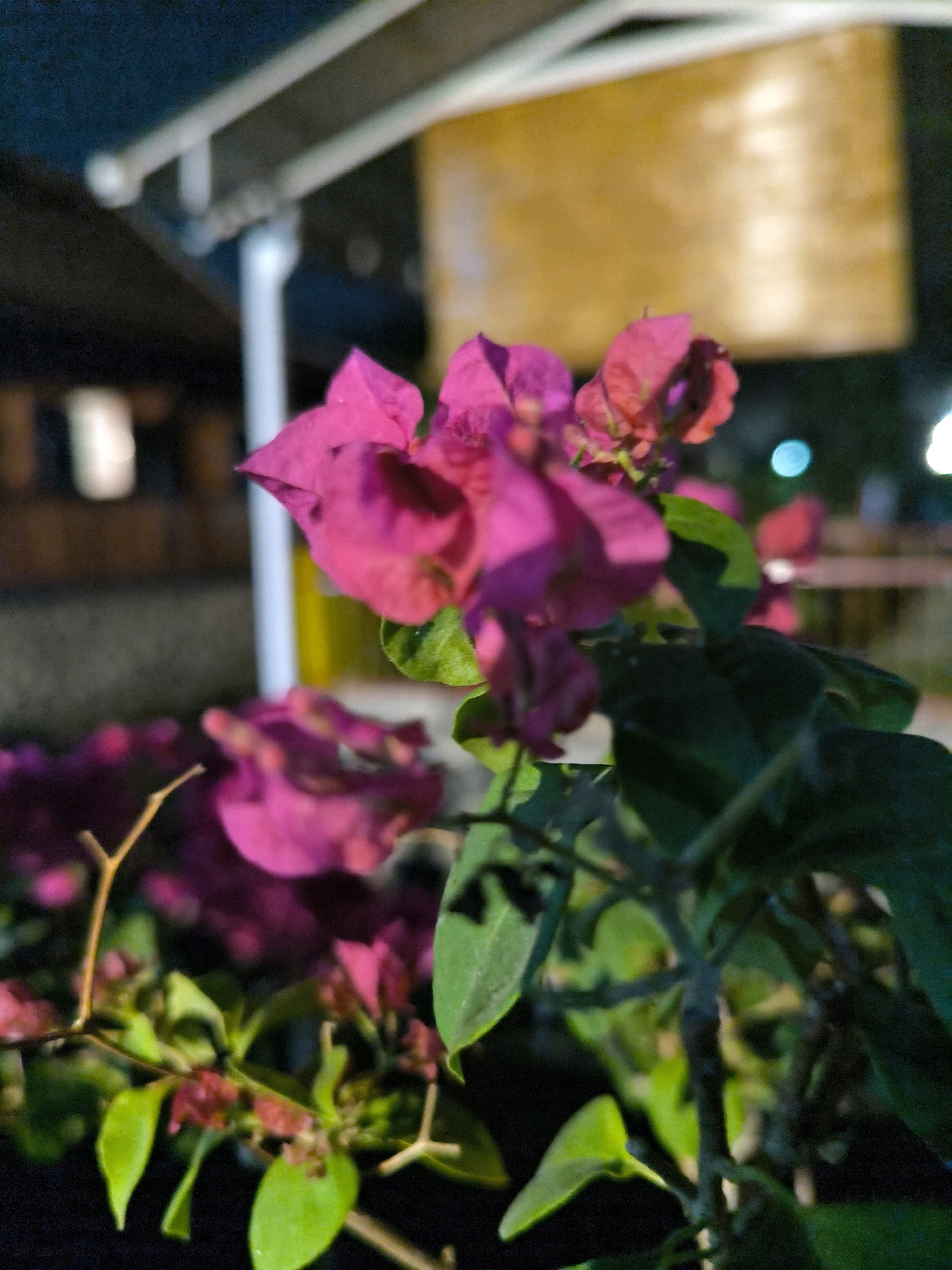 The image is a close-up, slightly out-of-focus shot of pink bougainvillea flowers and green leaves. The flowers have a delicate, papery texture and vibrant magenta petals. Several delicate stems and branches are visible, some bare and twig-like, others supporting the lush foliage. In the background, the scene is dimly lit, suggesting it might be dusk or nighttime. Out-of-focus structures, possibly part of a building or canopy with white supports and a golden-hued rectangular panel, are present. Several blurred lights, including a distinct blue bokeh, are visible in the background, hinting at an outdoor setting with artificial lighting. The overall impression is one of natural beauty set against an urban or semi-urban environment, possibly a garden or park area.