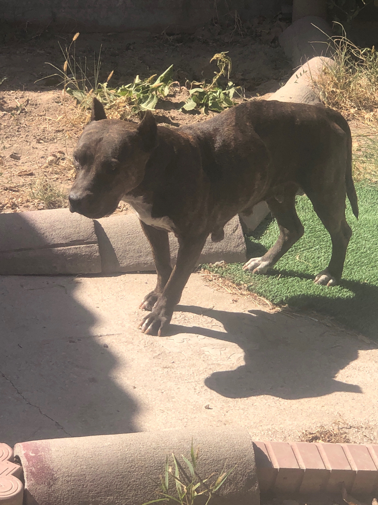 A brindle pit bull dog stands on a concrete surface next to a strip of artificial turf. The dog is facing left, with its head lowered slightly. Its fur is dark brown with lighter brindle markings. The dog has a muscular build and appears to be in good health. In the background, there is dry dirt, sparse vegetation, and a large, light-colored rock. A shadow of the dog is cast on the ground. The scene appears to be outdoors, possibly in a backyard or park. The location is specified as Bishkek City, Kyrgyzstan.