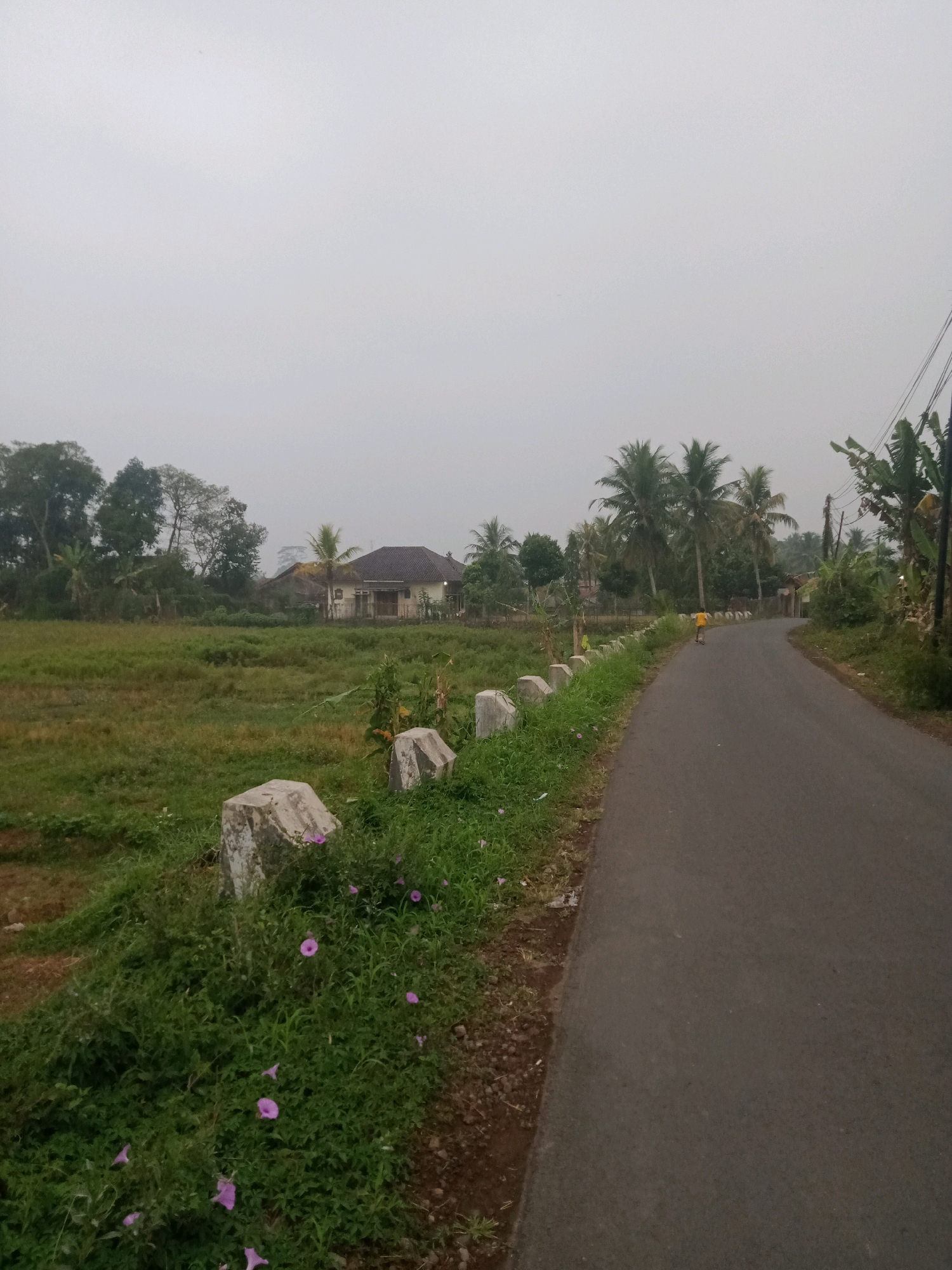 This image depicts a rural road scene in Cintaraja, Indonesia, under an overcast sky. A paved road curves to the right, bordered by lush green vegetation on the left. Several concrete posts are visible along the edge of the road, interspersed with small purple flowers. In the background, a grassy field stretches towards a cluster of trees and a traditional house with a dark roof. Coconut trees and other tropical foliage are present, contributing to the tropical environment. A single individual wearing a yellow shirt is seen walking on the road in the distance, facing away from the camera. The overall atmosphere is quiet and serene, characteristic of a rural Indonesian landscape.