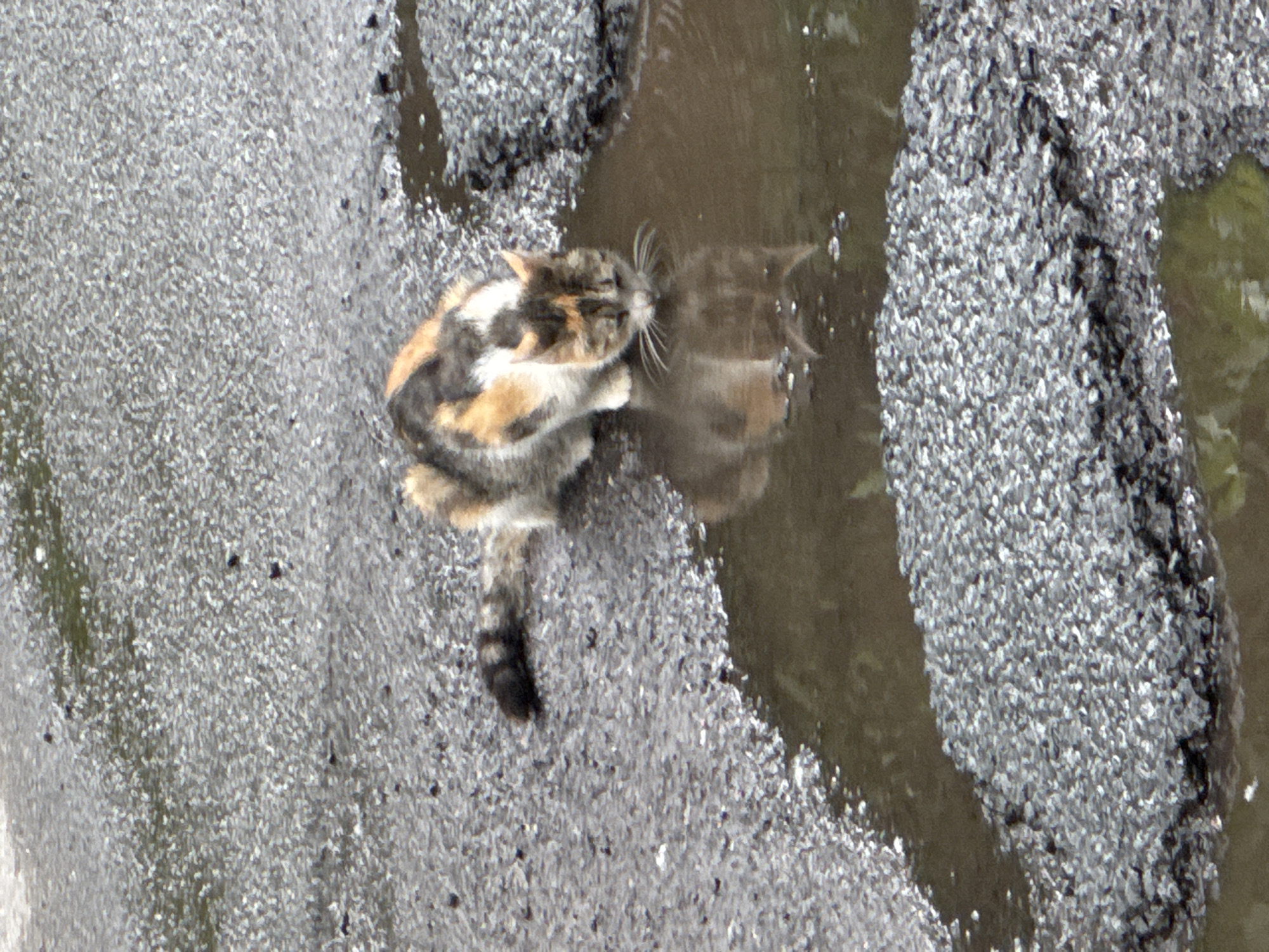An adult calico cat is drinking from a puddle of water on an asphalt road. The cat is positioned in the center-left of the frame, facing the puddle. Its fur is a mix of white, orange, and black. Its reflection is visible in the water. The asphalt is cracked and appears to be in a state of disrepair. The lighting suggests it is daytime, possibly overcast. The image does not provide any information about the location in Saint Petersburg, Russia, nor does it contain any people or interactions.