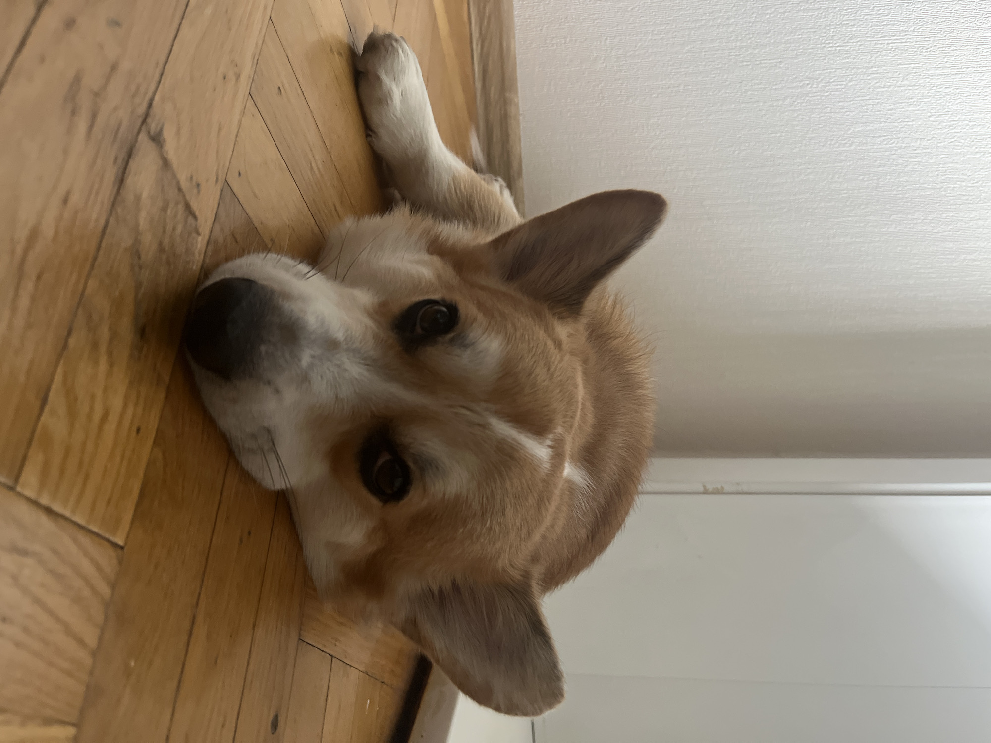 A light brown and white Corgi dog is lying down on a wooden floor. The dog's head is positioned to the left side of the image, with its eyes open and looking towards the camera. One of the dog's front paws is extended near the floor. The background includes a white wall. The location is not discernible.