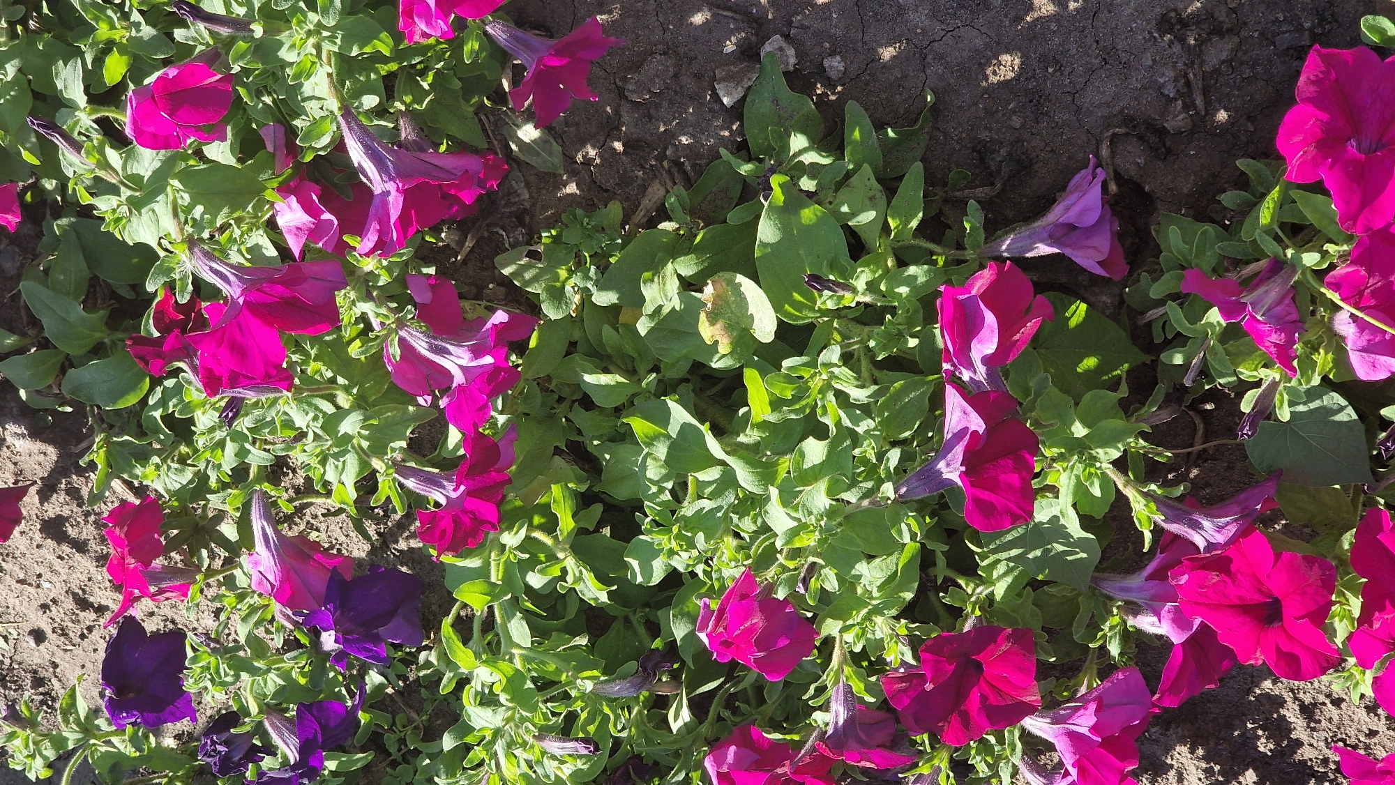A close-up, overhead shot captures a dense bed of blooming petunias with deep pink and purple petals. The flowers, some fully open and others still in bud, are interspersed with vibrant green foliage. The ground beneath the plants appears to be dry, cracked soil, suggesting an outdoor setting. The lighting indicates it is daytime, with shadows cast by the plants. The location is given as Unknown, Unknown.