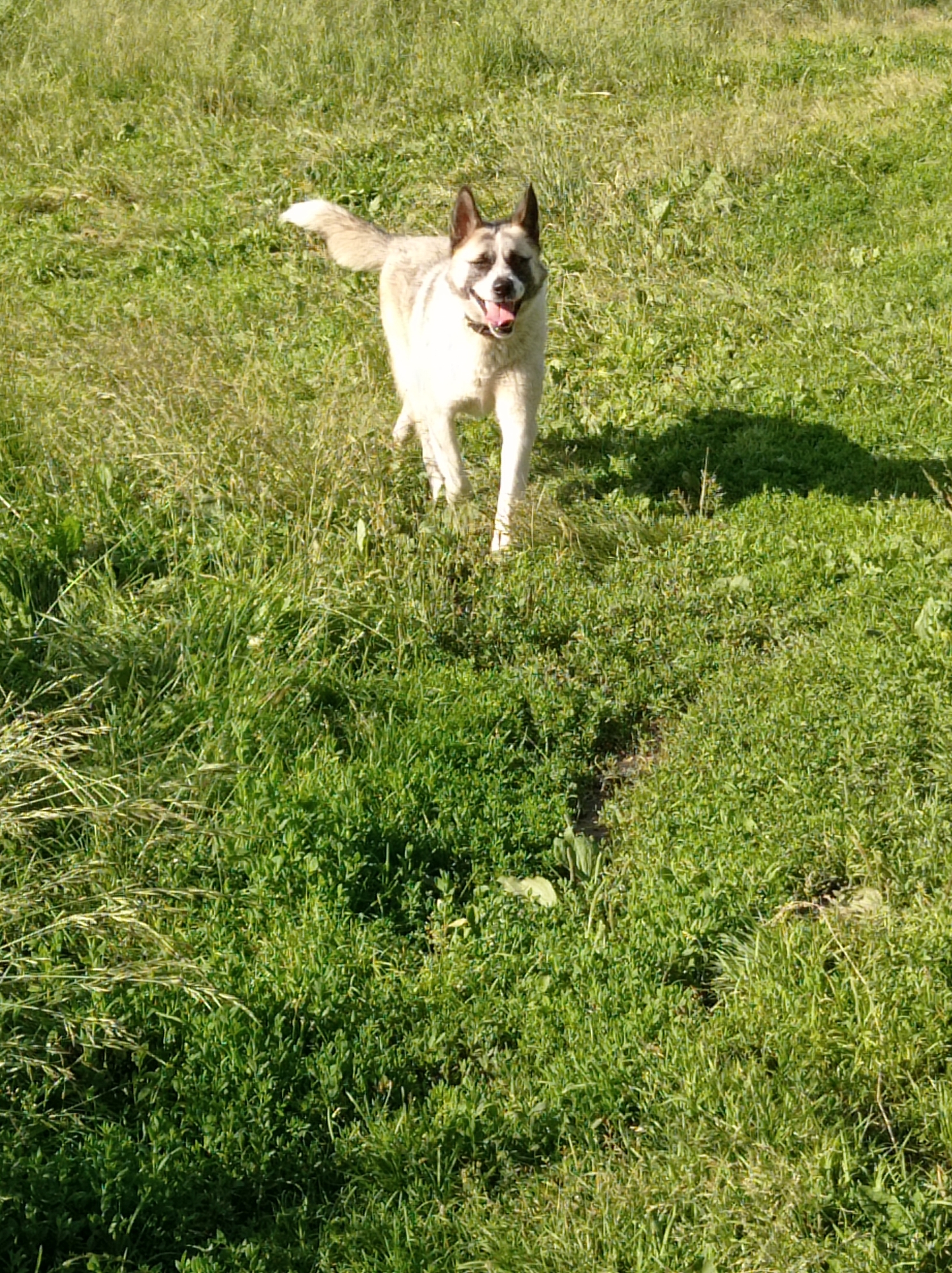 The image shows a dog standing in a grassy field. The dog is a medium-sized breed with tan and white fur, pointed ears, and its mouth is open, with its tongue hanging out, as if it is panting or happy. The dog appears to be looking directly at the camera. The field is covered in lush green grass, with some taller stalks of grass mixed in. The sun is shining, casting a shadow of the dog on the ground to its right, suggesting it is likely late morning or early afternoon. The scene depicts a peaceful outdoor setting, possibly a park or a meadow in Degtyarsk, Russia, on a clear, sunny day. There is no visible text in the image.
