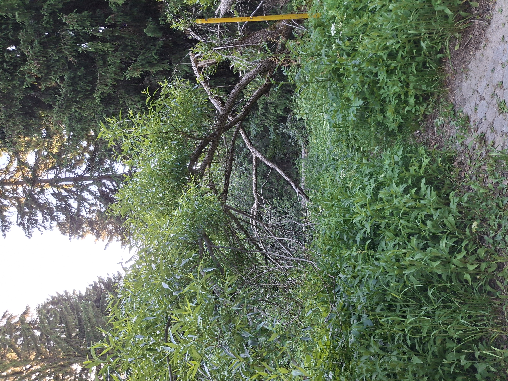 This image depicts a natural scene with dense green foliage and trees, likely in Sofia, Bulgaria, given the context of the request. A fallen tree with a thick trunk and several large branches lies across the mid-ground, its limbs extending into the surrounding vegetation. The trunk appears broken, suggesting it succumbed to natural forces. The ground is covered with lush, green plants and grass, with a cobblestone path visible in the lower right corner. Tall evergreen trees form the backdrop, with the sky visible through their upper branches, indicating it is daytime. A bright yellow marker or post is partially visible to the right of the fallen tree, standing upright amidst the greenery. There are no people or animals present in the image. The scene conveys a sense of wild, untamed nature within what could be a park or forest area.