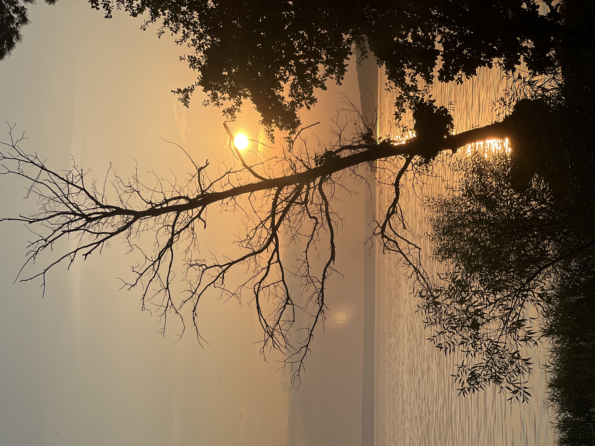 The image depicts a sunset over a body of water, with silhouetted trees in the foreground. The sun is low on the horizon, casting a warm orange glow across the sky and water. A bare, spindly tree is prominently featured in the center of the frame, its branches reaching towards the sky. To the right, a large tree with dense foliage is silhouetted against the bright sky. The water is calm, with gentle ripples reflecting the sunset colors. The scene appears to be a natural landscape, possibly a lake or riverbank, with no visible human activity or urban elements. The location in Leninka, Russia, is not visually discernible from the image itself.