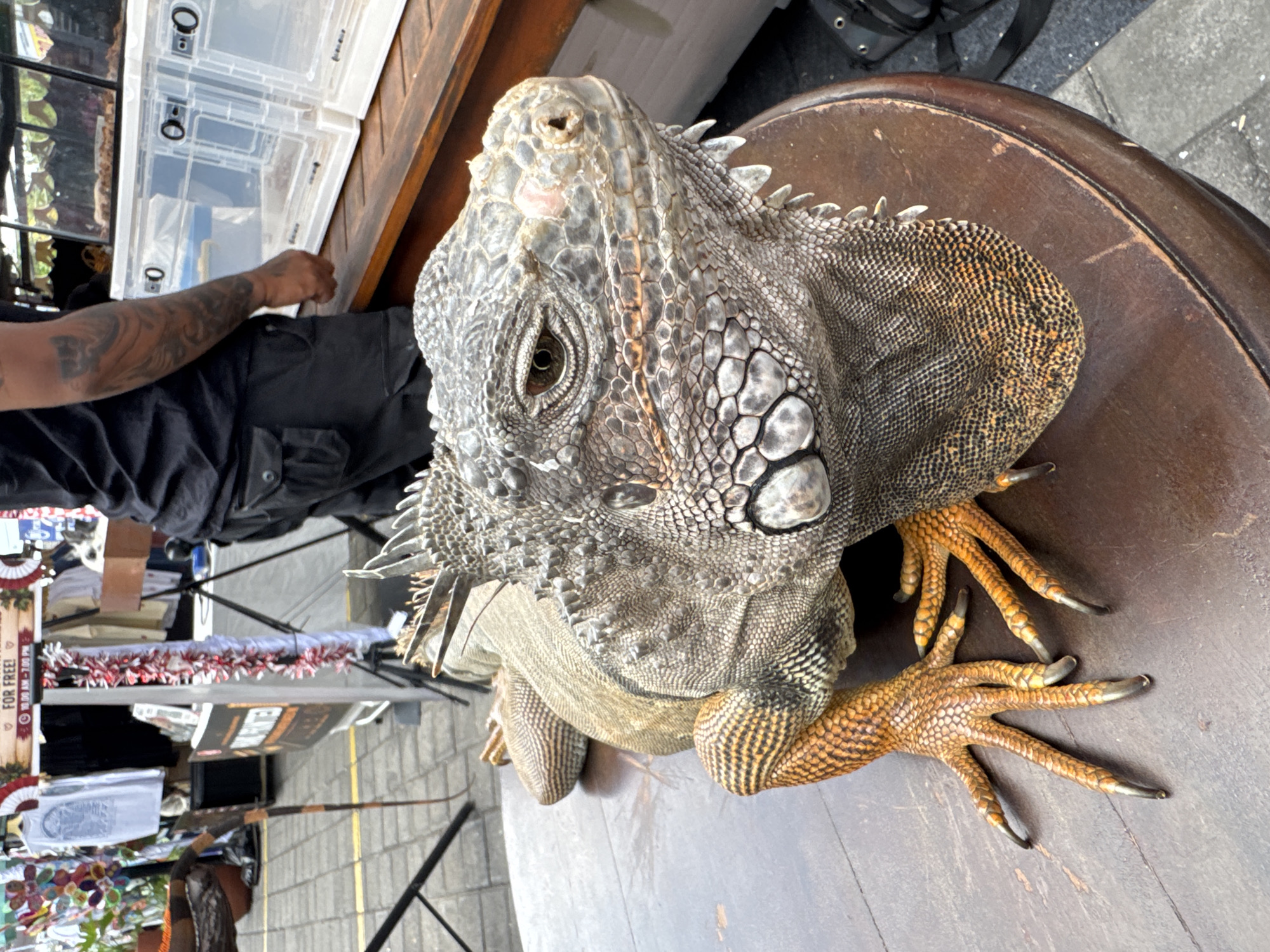 An iguana is resting on a round wooden table outdoors, with a blurred background that suggests a street market or event. The iguana is the primary subject, with its textured gray and brown scales and sharp claws clearly visible. Its head is turned to the right, and its eye is open. Behind the table, there are glimpses of market stalls with various items for sale, including t-shirts and what appear to be reptile enclosures. A person wearing black clothing and a tattoo on their arm is partially visible on the right side of the image, near the reptile enclosures. The ground is paved with stone or brick. The lighting suggests it is daytime.
