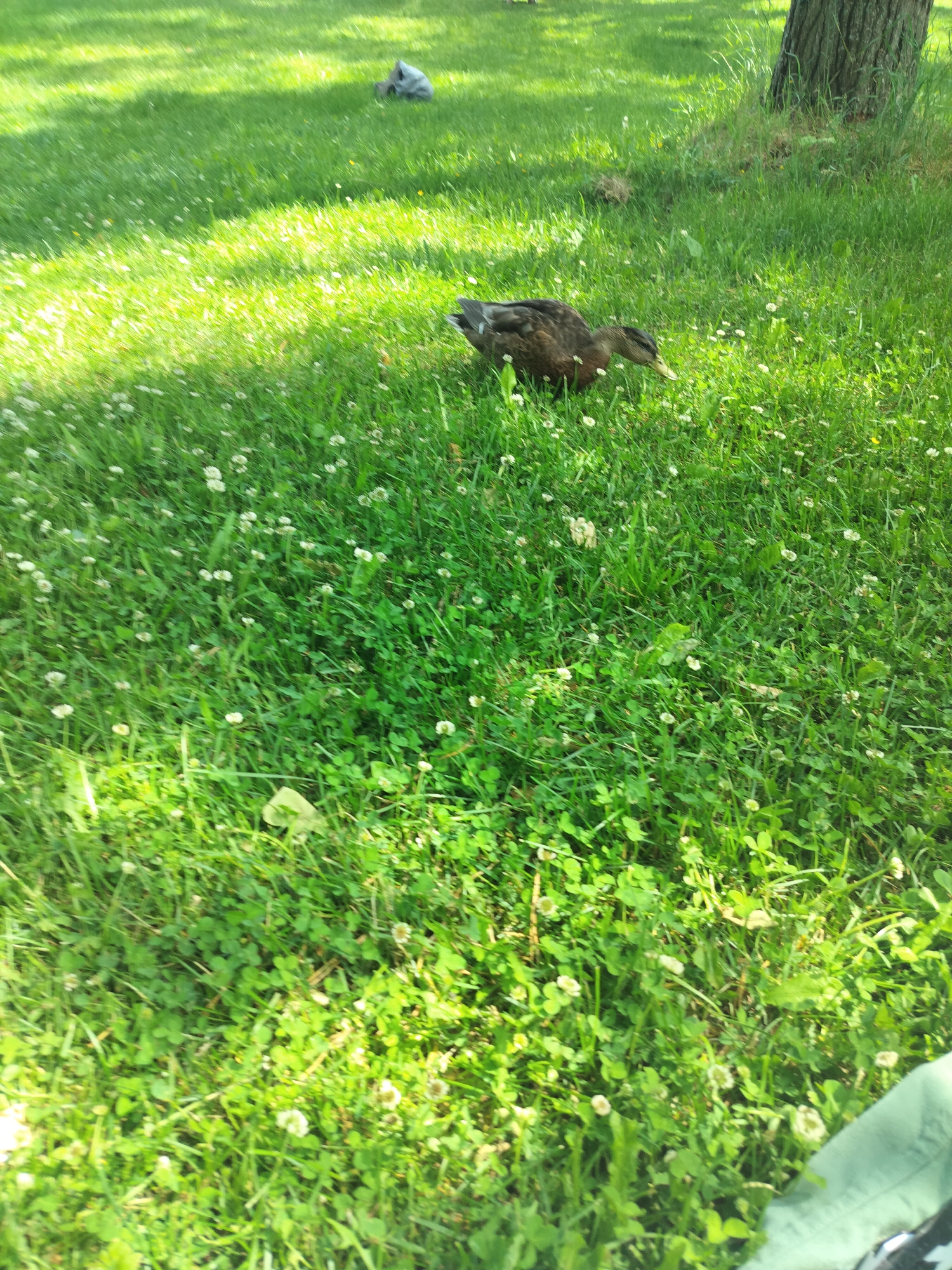 A mallard duck is foraging in a grassy area. The duck is predominantly brown with some black and grey markings. It is positioned in the lower center of the frame, facing to the right, with its head down as if searching for food.
The scene is a well-lit outdoor environment, likely a park or yard, with abundant green grass dotted with small white clover flowers. Sunlight creates bright patches and shadows across the lawn, suggesting it is daytime, possibly morning or afternoon. In the background, a large tree trunk is visible on the right side, its bark textured and rough. Further in the background, a greyish-white object, possibly a plastic bag or trash, is visible on the grass. The overall impression is a serene, natural setting with the duck as the primary subject. There is no visible text in the image.