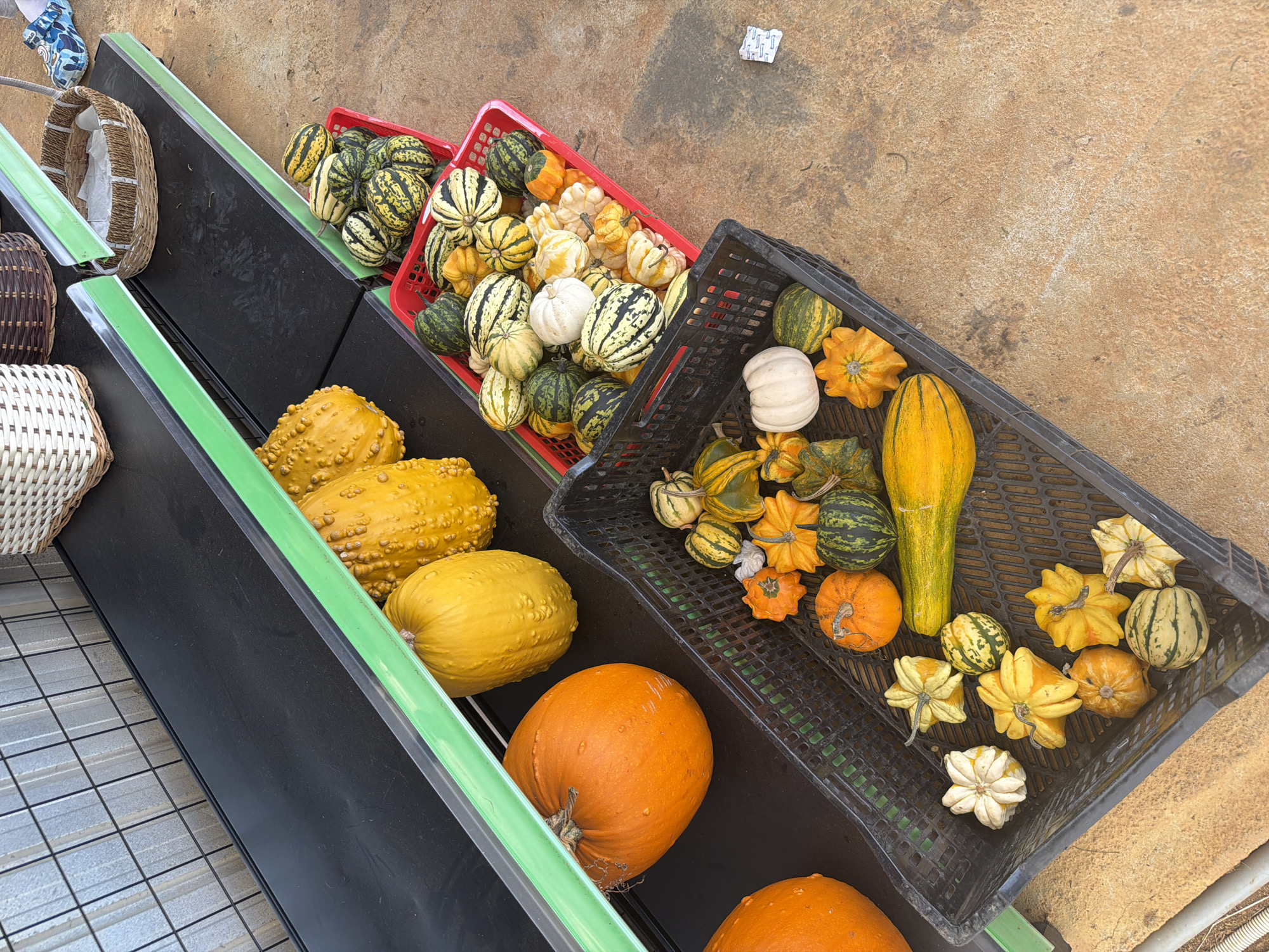 This overhead shot captures a vibrant market stall displaying a diverse assortment of gourds and pumpkins in Măng Đen, Vietnam. The scene is brightly lit by natural daylight, indicating daytime.
The main subjects are numerous gourds, squashes, and pumpkins of varying sizes, shapes, and colors. On the left, several woven baskets are visible, some empty and one containing white tissue. To their right, produce is arranged in black and red plastic crates and on lower display shelves.
Two red plastic crates are filled with smaller, multi-colored gourds, many featuring distinctive green and yellow stripes, alongside solid yellow, white, and orange varieties with unique shapes. Adjacent to these, a black plastic crate holds a similar mix, including a long, slender yellow-green gourd, white and orange varieties, and more striped ones.
Below these crates, larger yellow, bumpy squashes and several smooth, large orange pumpkins are displayed on black shelves with green trim. The ground is a textured, light brown concrete. In the upper left, a person's foot wearing a blue and white patterned sandal is partially visible, suggesting a customer or vendor is present. A small, crumpled piece of white paper with illegible text lies on the concrete in the upper right.
The image conveys a sense of a fresh harvest and a lively market environment.