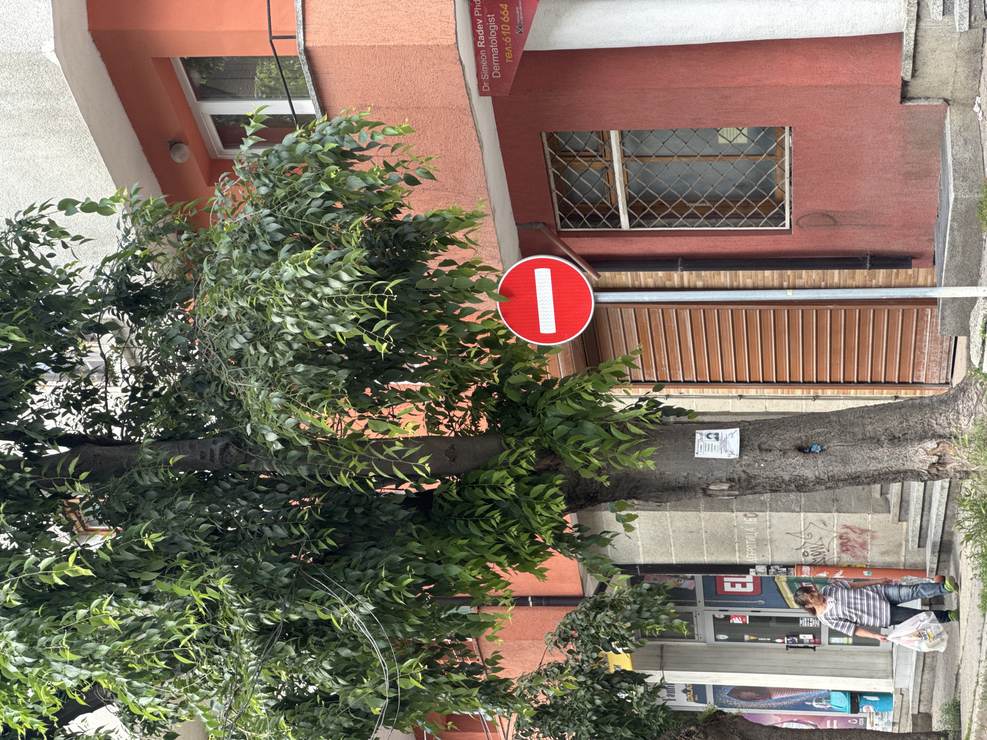 The image, viewed in correct vertical orientation, depicts an urban street scene in Varna, Bulgaria, under bright daytime lighting. A large tree with a thick trunk and dense, vibrant green foliage occupies the left and central foreground, partially obscuring the buildings behind it.
On the left, a building with an orange-red stucco facade is visible. It features a white-framed window on the upper level and a small, spherical outdoor light fixture mounted below it. A red sign affixed to this building prominently displays white Cyrillic text: "Dr Simeon Radev PhD", "Dermatologist", and a telephone number, "тел.:610 664".
A red circular "No Entry" sign with a white horizontal bar is clearly visible in the center, mounted on a pole and positioned among the tree's branches.
To the right, a multi-story building features what appears to be a commercial ground floor. It has a window secured by a decorative metal grate and a brown, horizontally slatted roll-down shutter covering a shop entrance. Further right, a man stands on the concrete sidewalk, holding a white plastic bag. He wears a striped short-sleeve shirt, blue jeans, and sneakers, appearing to be casually walking or waiting. The concrete base of the building, or a low wall, has graffiti that includes "ДОРОСТОЛА 16Г". Another tree trunk, separate from the dominant one, has a small, blurry white paper notice tacked to it. Utility wires are seen crisscrossing through the upper sections of the trees.
The scene depicts a typical daytime street environment, with the man's presence suggesting daily activity like shopping. The clear visibility, bright colors, and shadows indicate sunny weather. The Cyrillic text on the signage firmly identifies the location within Bulgaria.