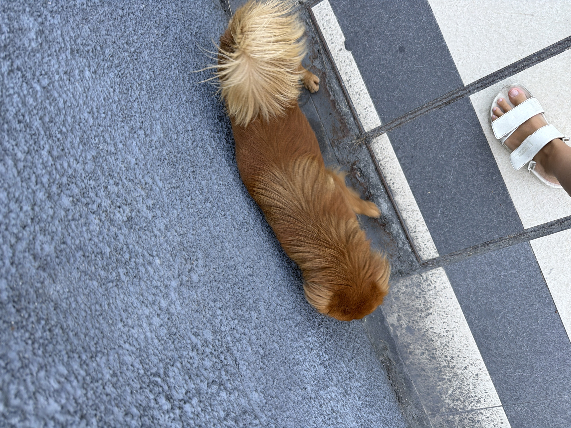 An overhead shot captures a long-haired, reddish-brown dog with a strikingly fluffy, light blonde tail, resting on a textured outdoor surface. The dog's body is visible, with its head out of frame, positioned on a coarse, grey, granular pavement that occupies the left portion of the image.
To the right, separated by a thin, dark line or curb, is a checkered tiled area. This section features alternating black/dark grey and white/light grey square tiles, exhibiting signs of wear and dirt in the grout lines. A person's bare foot, adorned with a white sandal, is visible on these tiles in the upper right. The strap of the sandal clearly displays the text "NATIONAL GEOGRAPHIC".
The scene is brightly lit, indicating daytime and clear weather. The dog appears relaxed, lying calmly on the pavement. The setting suggests a public outdoor space, such as a street, sidewalk, or plaza, typical of an urban or semi-urban environment like Kuta, Indonesia.