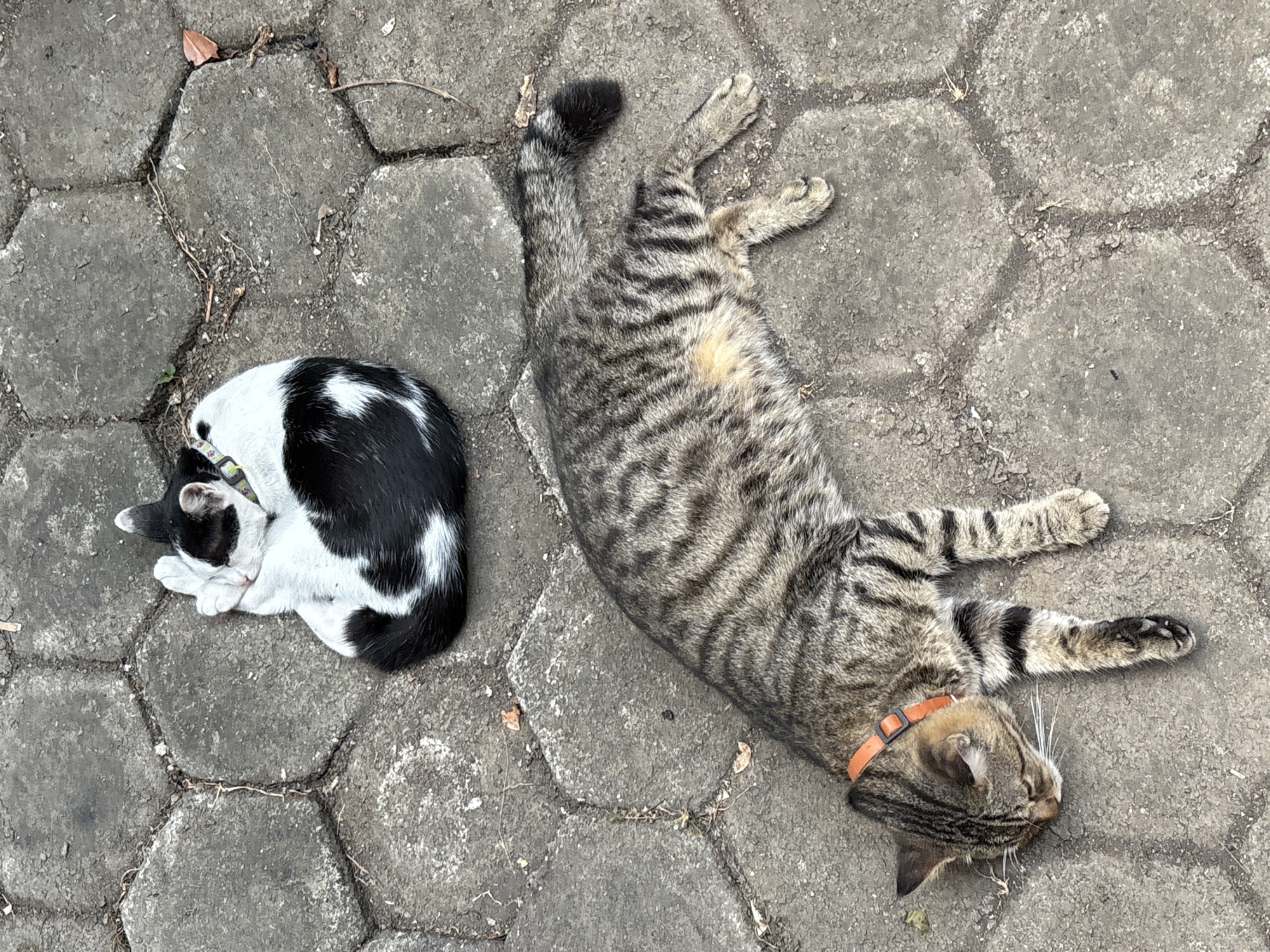 Two cats are resting on hexagonal paving stones outdoors, likely in Gadingrejo, Indonesia, given the context. The first cat, positioned in the upper portion of the image, is a black and white feline curled into a tight ball, with its head tucked into its body. It is wearing a colorful collar. Below and to the left, a tabby cat is sprawled out on its side. This cat is larger than the black and white cat and is wearing an orange collar. Its body is long and relaxed, with its head resting on the ground. The paving stones are worn and show some signs of dirt and debris, with scattered dry leaves and twigs visible on the surface. The lighting suggests it is daytime.