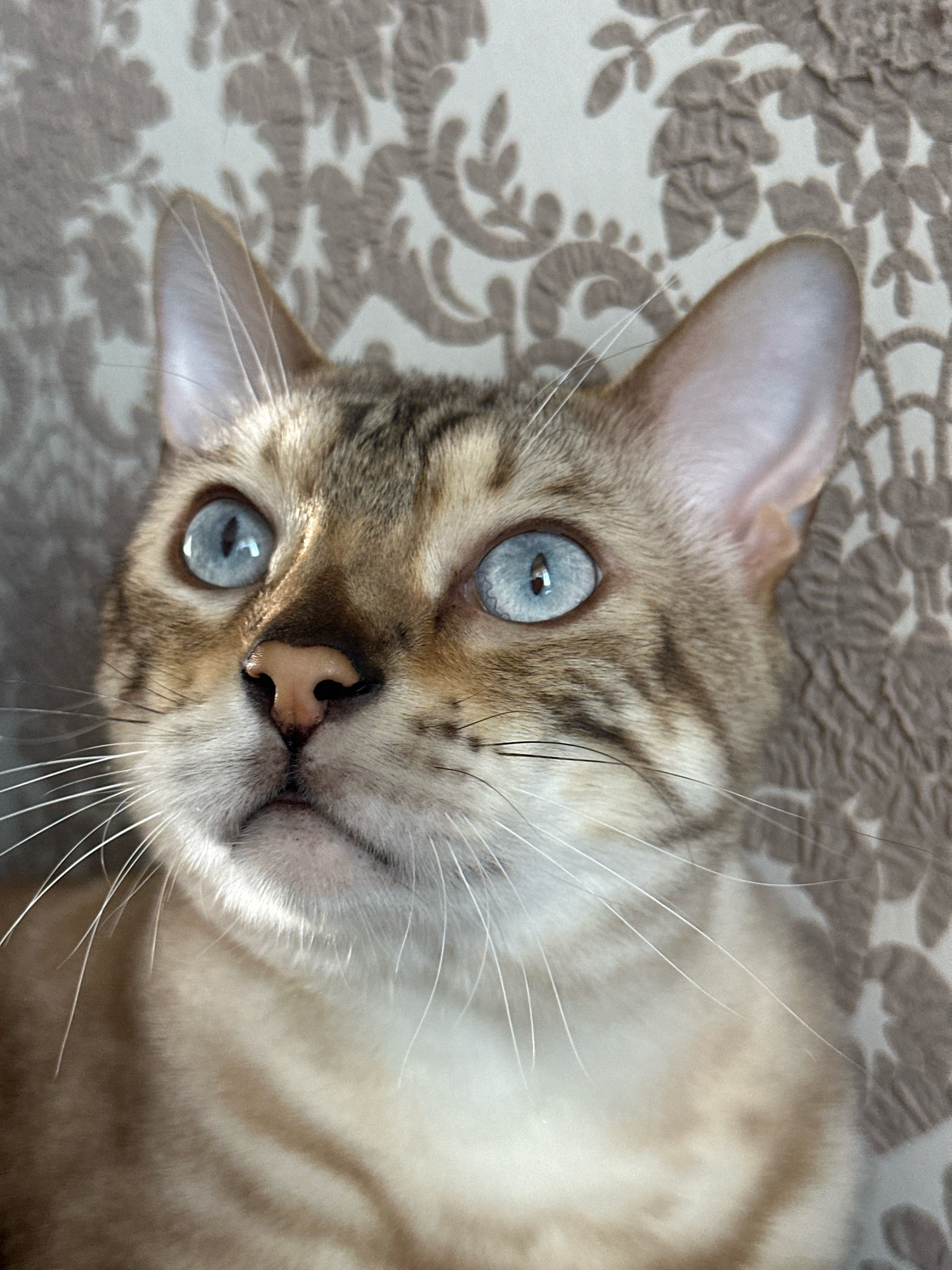 The image is a close-up portrait of a Bengal cat with striking blue eyes. The cat's fur has a tan base with distinct dark brown rosettes. Its whiskers are long and white. The cat is looking upwards and slightly to its left, with its mouth slightly open. The background appears to be a textured fabric with a floral or damask pattern in muted tones of beige and brown. The lighting suggests it might be natural light, casting soft shadows on the cat's face. The scene is indoors, and no specific location in Energetik, Russia is discernible from the visual information.