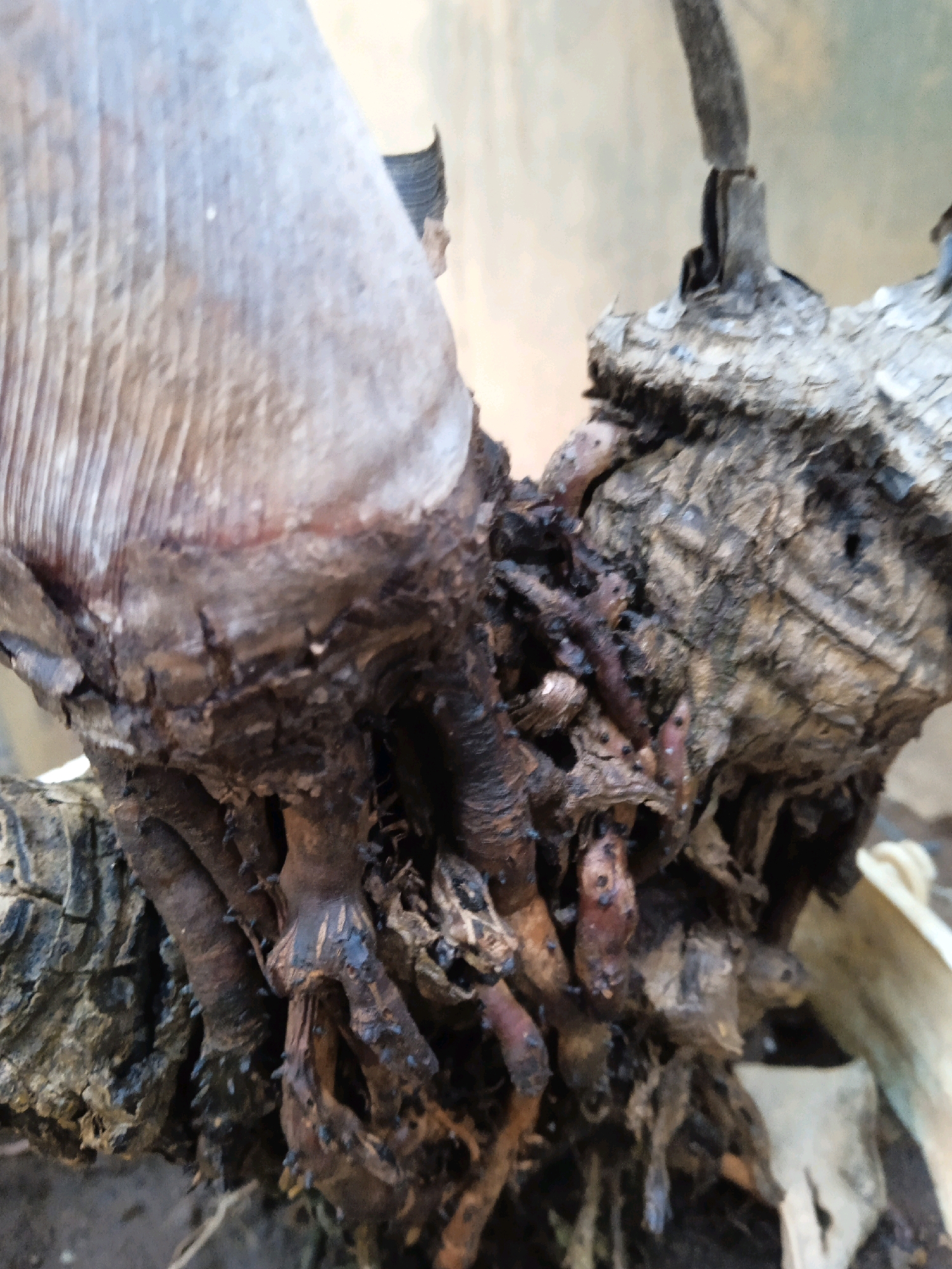 The image shows a close-up of the gnarled roots and lower trunk of a plant, possibly a tree or a vine, with a rough, textured bark. The roots are dark brown and twisted, with some smaller, hair-like rootlets extending outwards. There are some dark, organic materials mixed in with the roots, suggesting a natural environment. The background is blurred and appears to be a light-colored, possibly sandy or earthy surface. The overall impression is of an old, weathered plant with a complex root system. There is no information in the image to suggest its location in the city of Probolinggo, Indonesia.