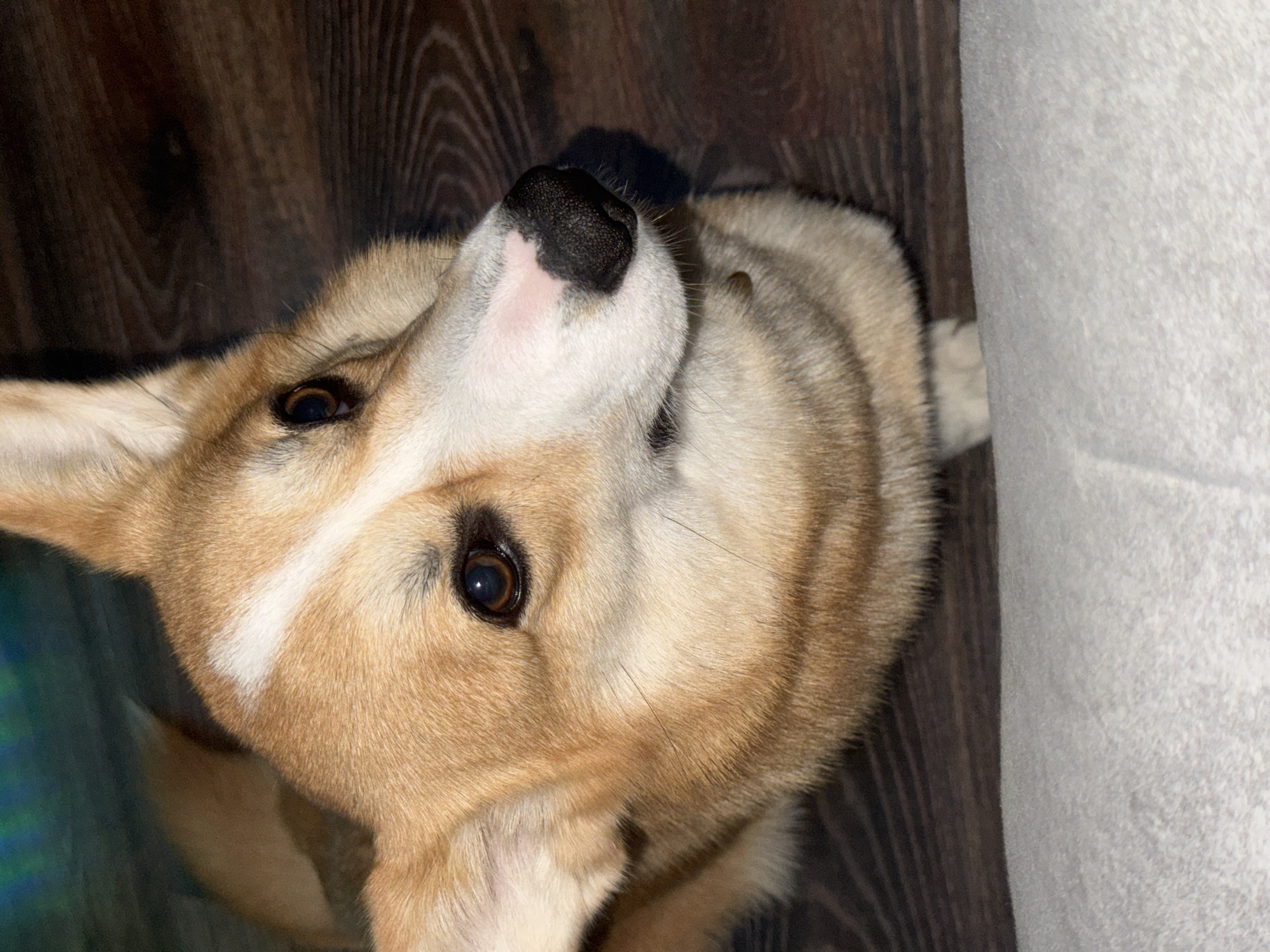 The image shows a close-up, upward-facing view of a corgi dog. The dog has tan and white fur, with a white stripe on its forehead and a black nose with pink markings. The background appears to be a dark wooden floor and a light gray surface. The dog appears to be indoors. The location in the city of Votkinsk, Russia is unknown.