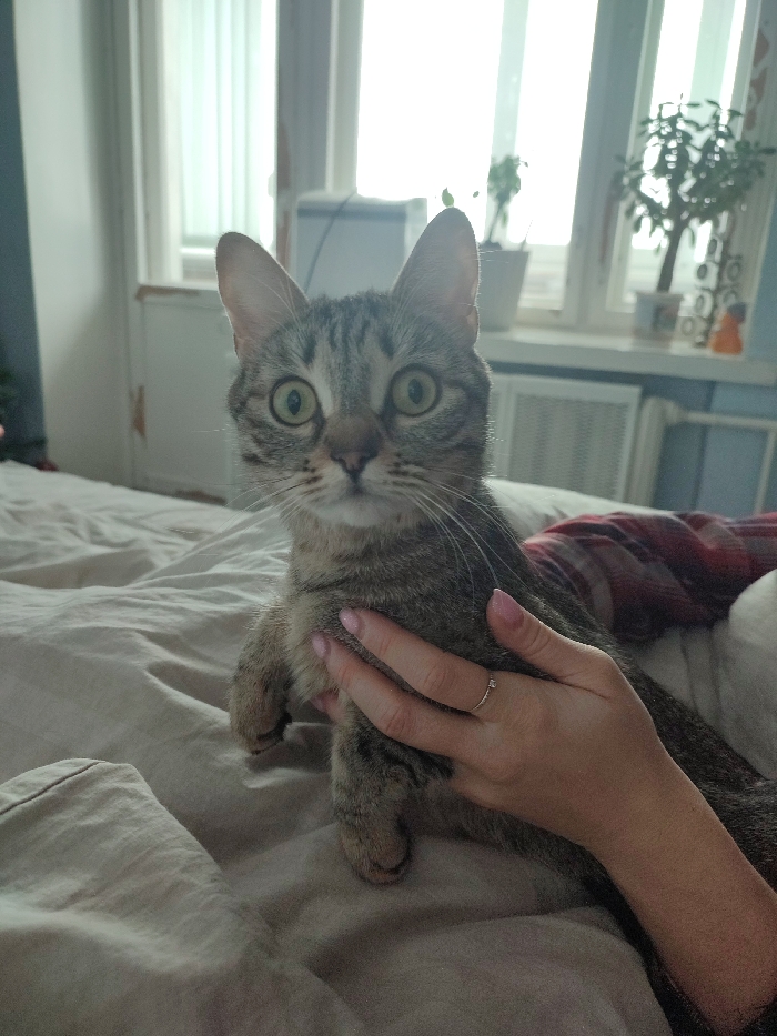 A tabby cat with wide green eyes sits on a bed. A person's hand is gently holding the cat's chest. The bed is covered in a light-colored duvet, and a patterned blanket is partially visible. Behind the cat, there is a window with sheer curtains, and plants can be seen on the windowsill. A radiator is partially visible. The lighting is soft and natural.