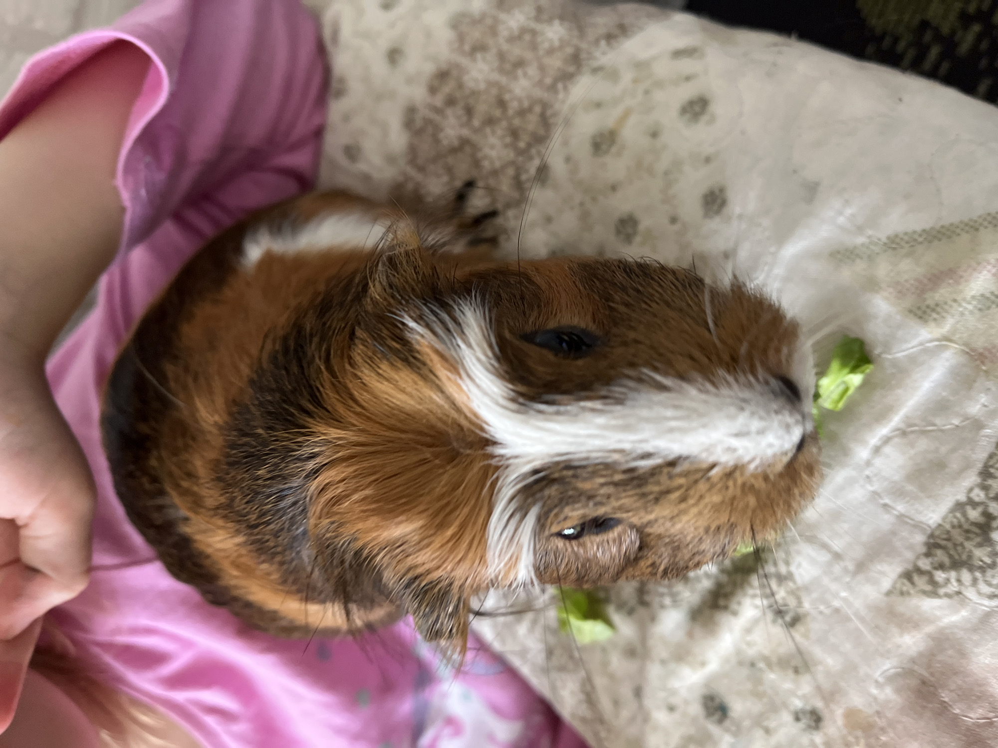 The image captures a top-down view of a tri-colored guinea pig resting comfortably. The guinea pig features a coat of brown, black, and white fur, with a prominent white stripe running down its face between its dark eyes. Its fur, particularly around its face, appears slightly ruffled. Small pieces of green lettuce are visible near its mouth, indicating it is eating or has recently eaten.
The guinea pig is situated on a light-colored, possibly patterned, blanket or bedding. To the left, a person's bare arm and hand, wearing a pink sleeve, are partially visible, suggesting the guinea pig is being held or is resting beside them. The setting appears to be indoors, likely in a cozy environment such as a bed or couch, with soft, ambient lighting. No text is visible in the image. The overall scene conveys a sense of a peaceful pet enjoying its meal in a comfortable setting.