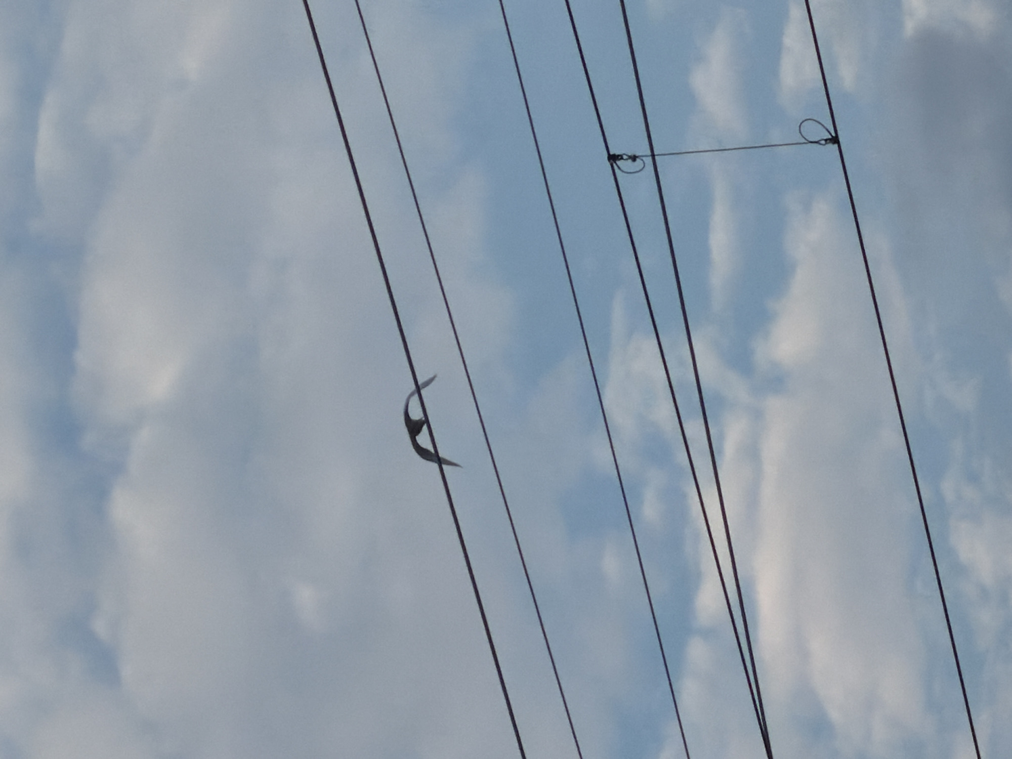 The image is an outdoor shot of the sky with several power lines running horizontally across the frame. A silhouetted bird with its wings spread is perched on one of the wires. The sky is partly cloudy with a mix of blue sky and white clouds. There are no visible people or buildings. The scene appears to be in a rural or suburban area, possibly within the city of Jiangjin, China, given the context. The lighting suggests it is daytime.