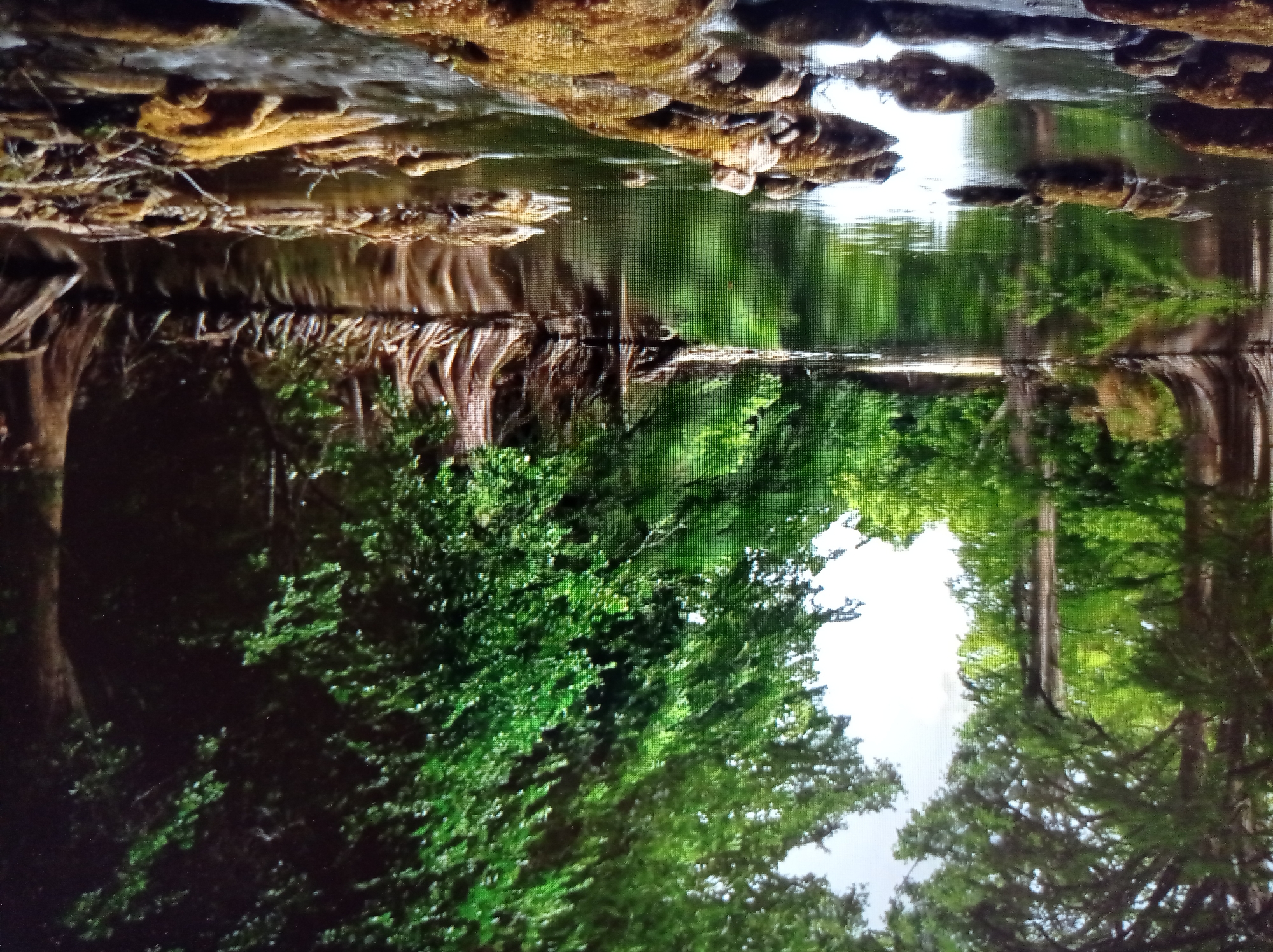The image depicts a serene natural landscape featuring a slow-moving river flanked by lush, green trees. The water's surface is calm, reflecting the dense foliage of the surrounding forest. Large, exposed roots of trees line the riverbank, suggesting a wetland or riparian environment. Rocks are visible in the foreground, some partially submerged in the shallow water, indicating a rocky riverbed. The lighting suggests it is daytime, with sunlight filtering through the tree canopy. There are no people or man-made structures visible in the image. The scene evokes a sense of tranquility and natural beauty. This specific location is not within the city of Mukachevo, Ukraine.