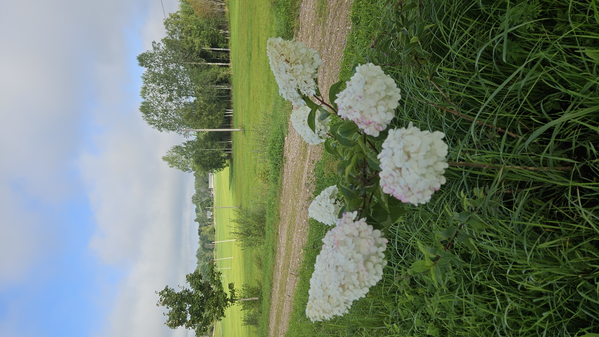 In the foreground, a cluster of white hydrangeas with hints of pink bloom prominently, set against a backdrop of lush green grass. A dirt road curves through the middle ground, leading towards a verdant field dotted with scattered trees and telephone poles. In the distance, a line of trees forms a boundary to the field, and beyond that, the sky is a mix of blue with scattered white clouds. The image appears to be taken in Kapūņi, Latvia, judging by the characteristic rural landscape.
